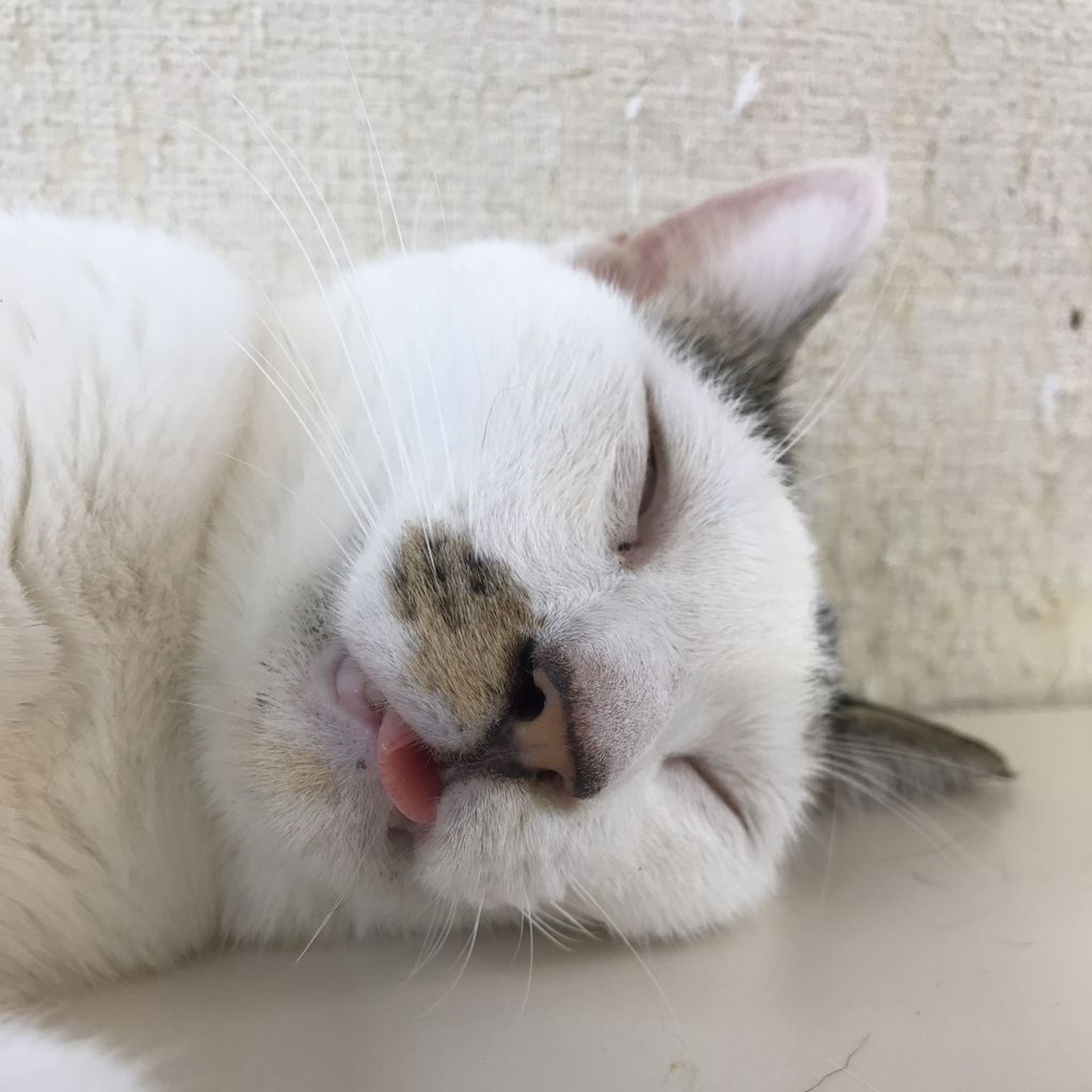 pet-image-3