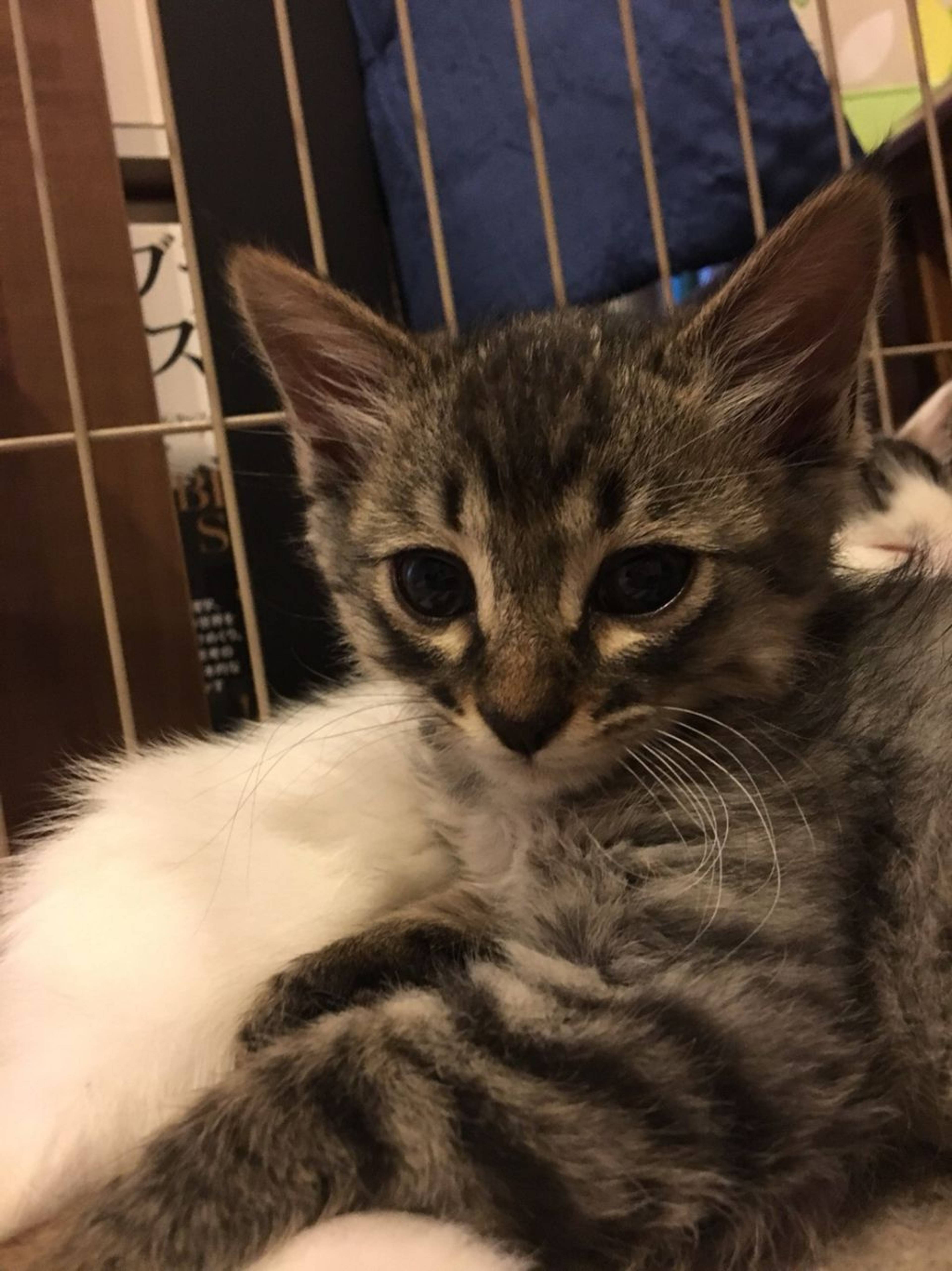雑種（ミックス猫）・オスの里親募集の写真
