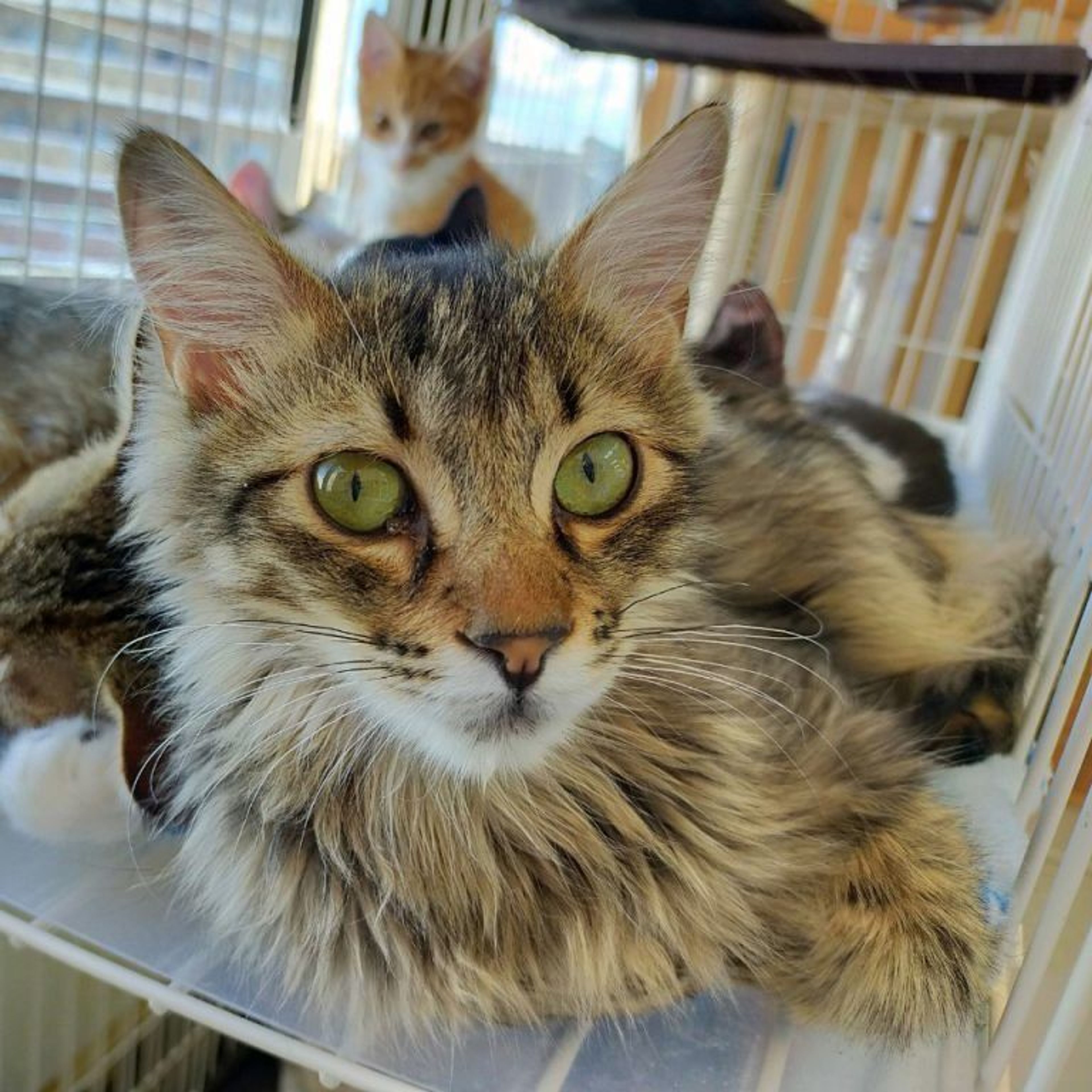 雑種（ミックス猫）・オスの里親募集の写真