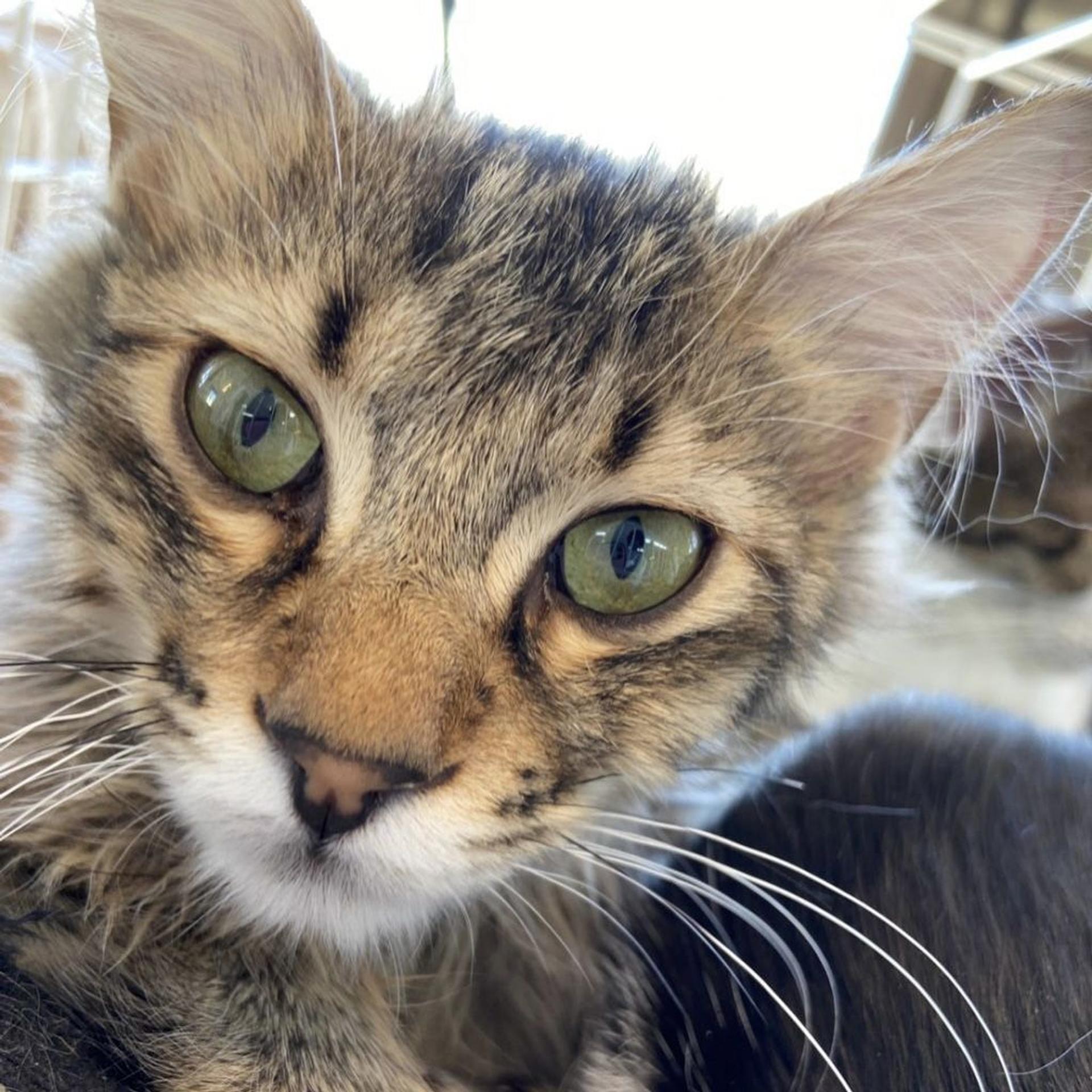 pet-image-5