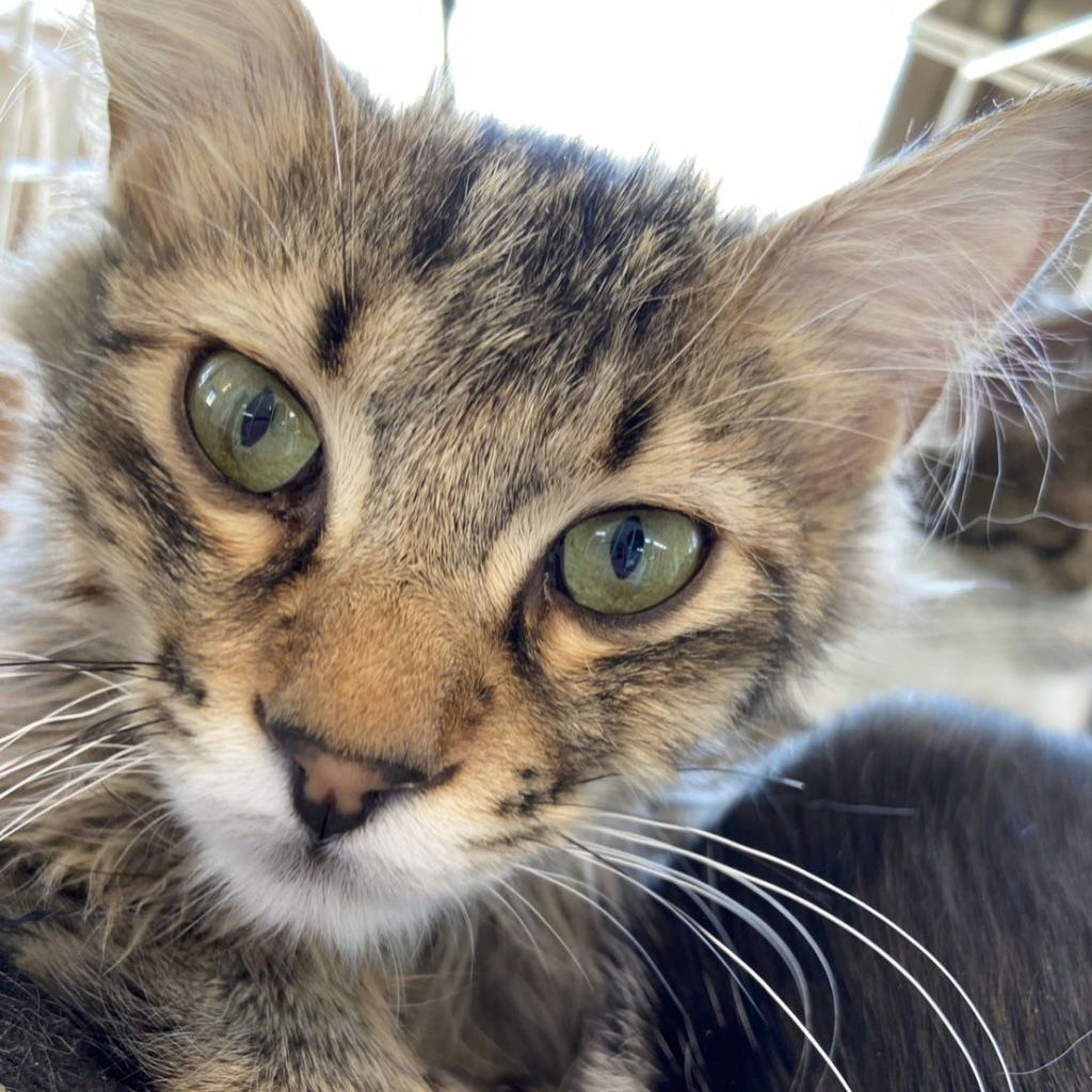 pet-image-5
