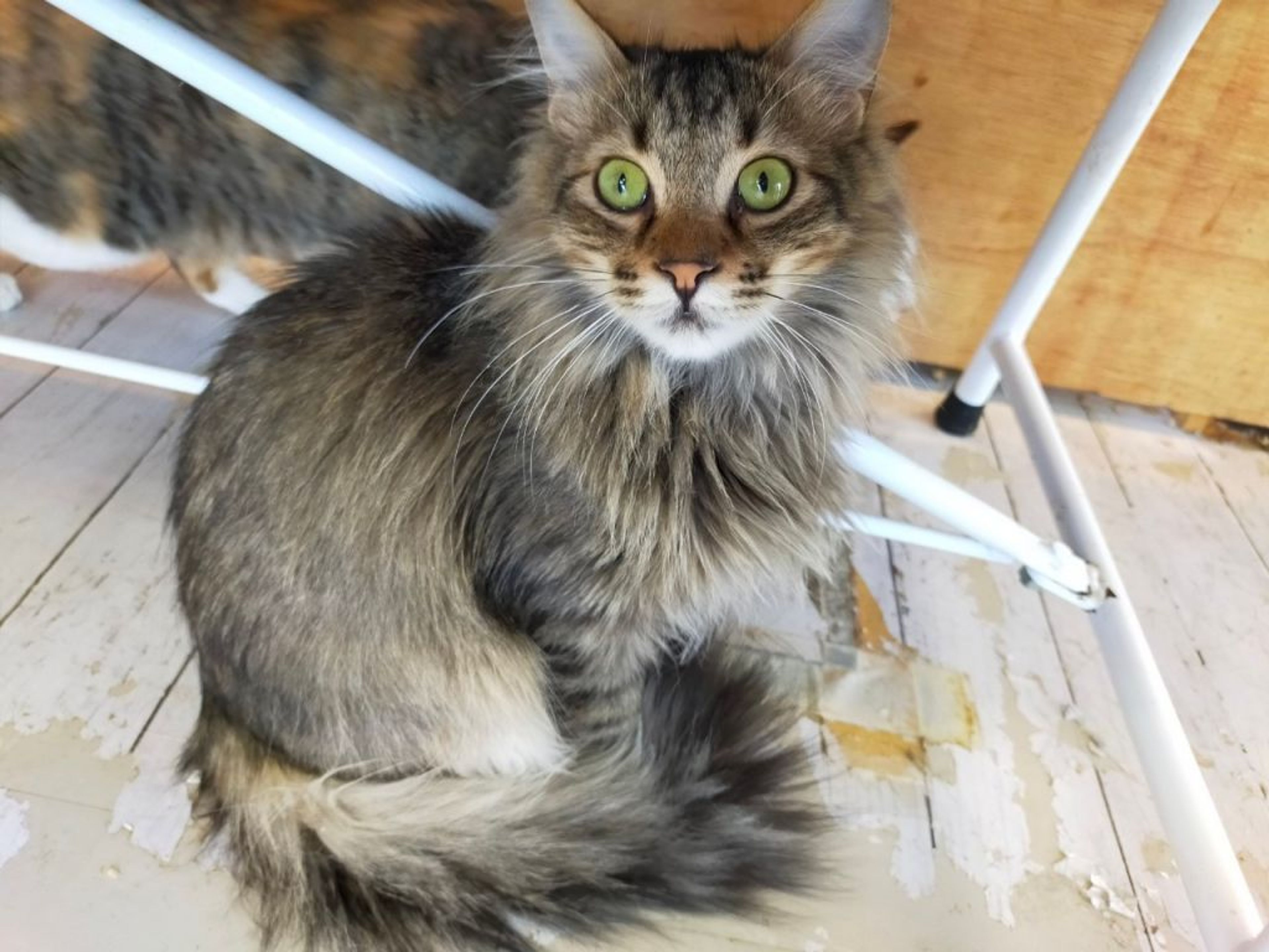 pet-image-2