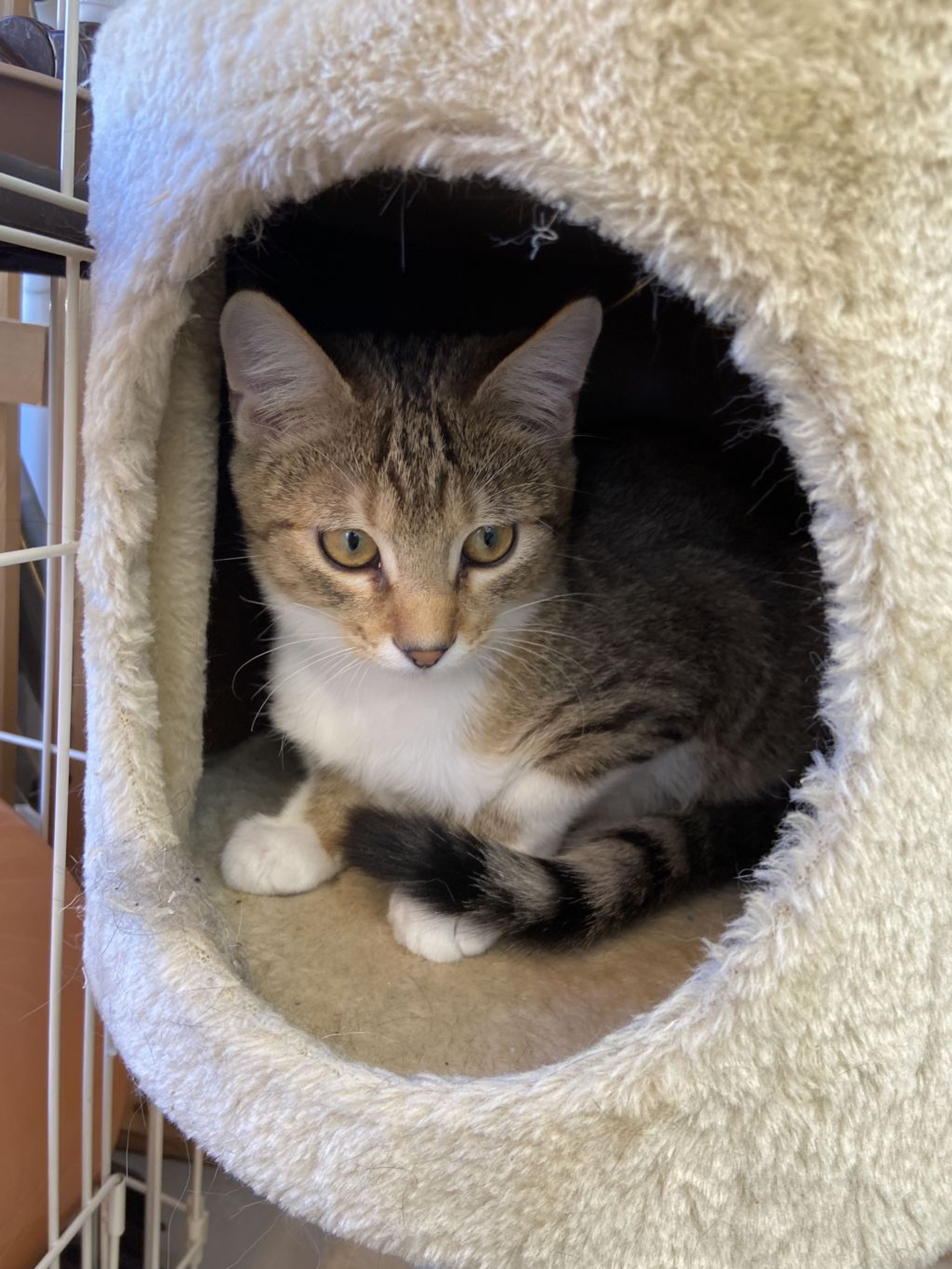 pet-image-8