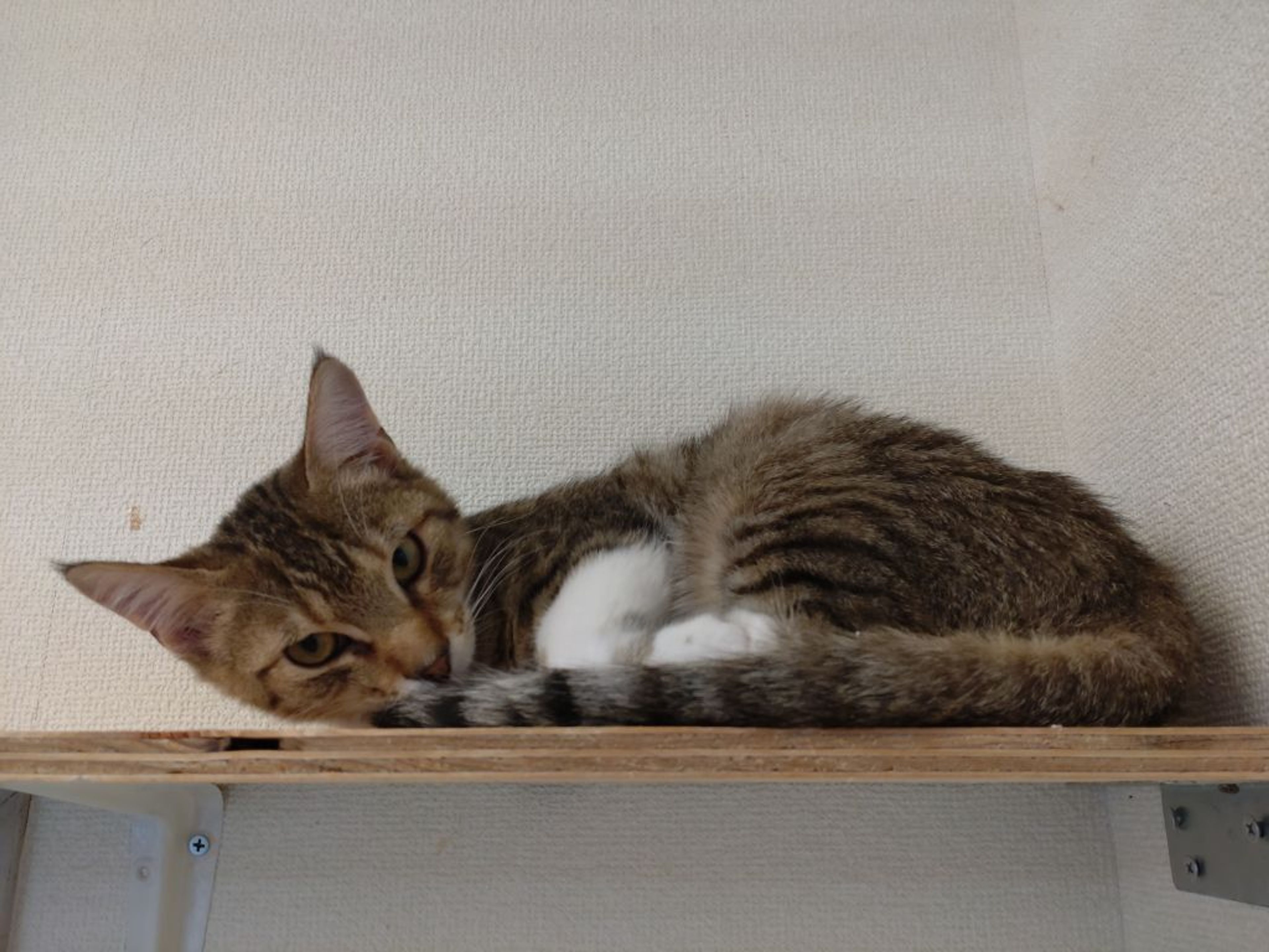pet-image-4