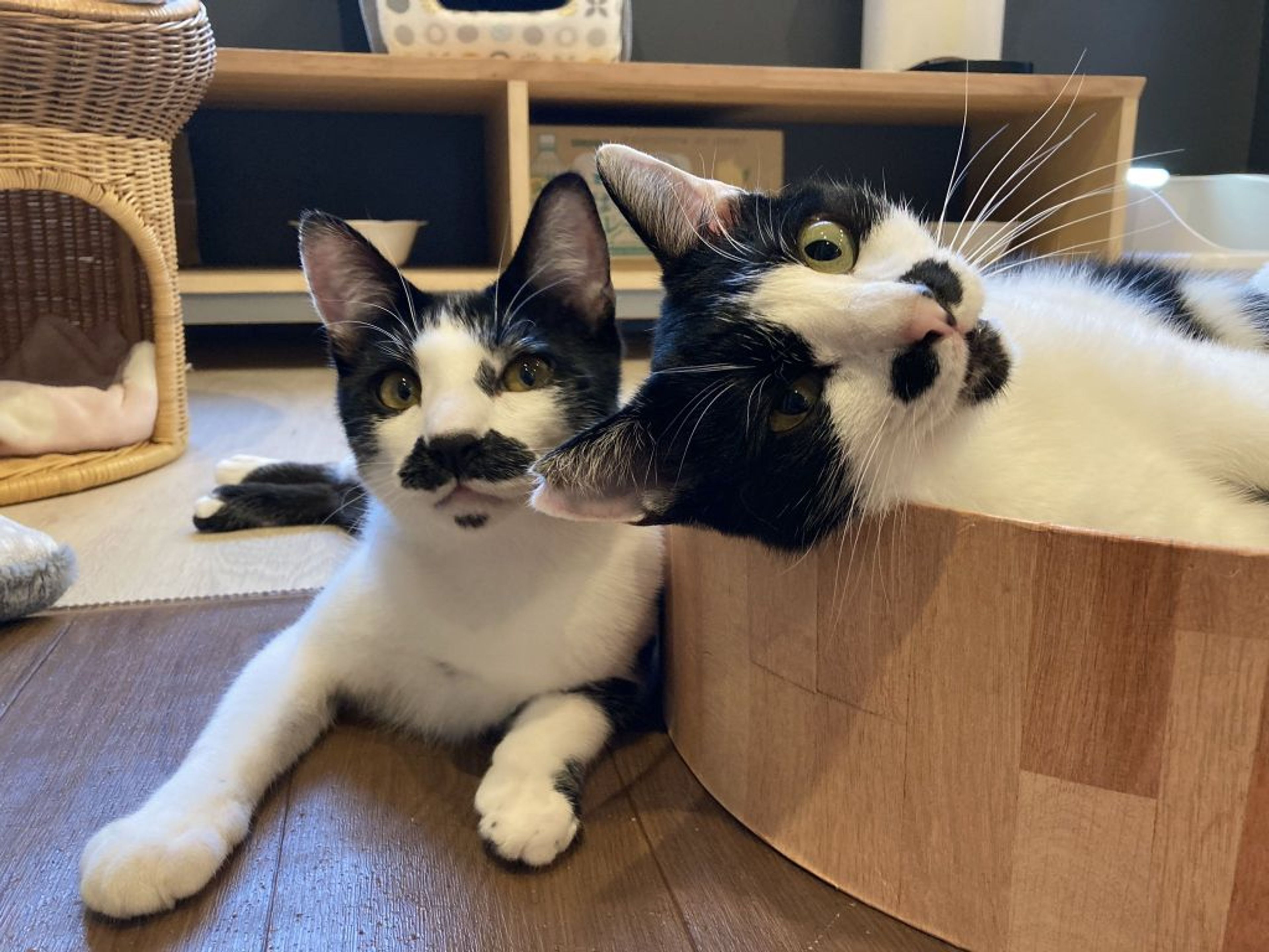 pet-image-2