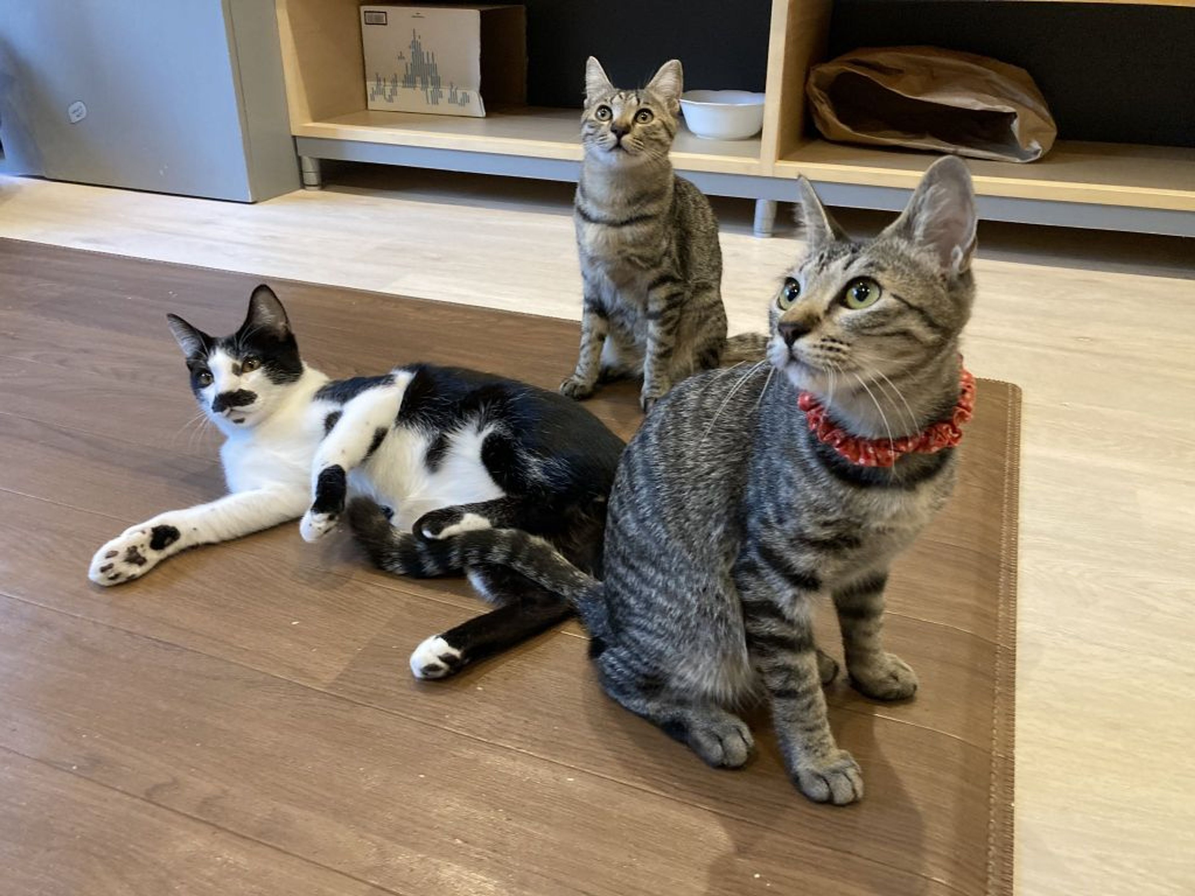 pet-image-3