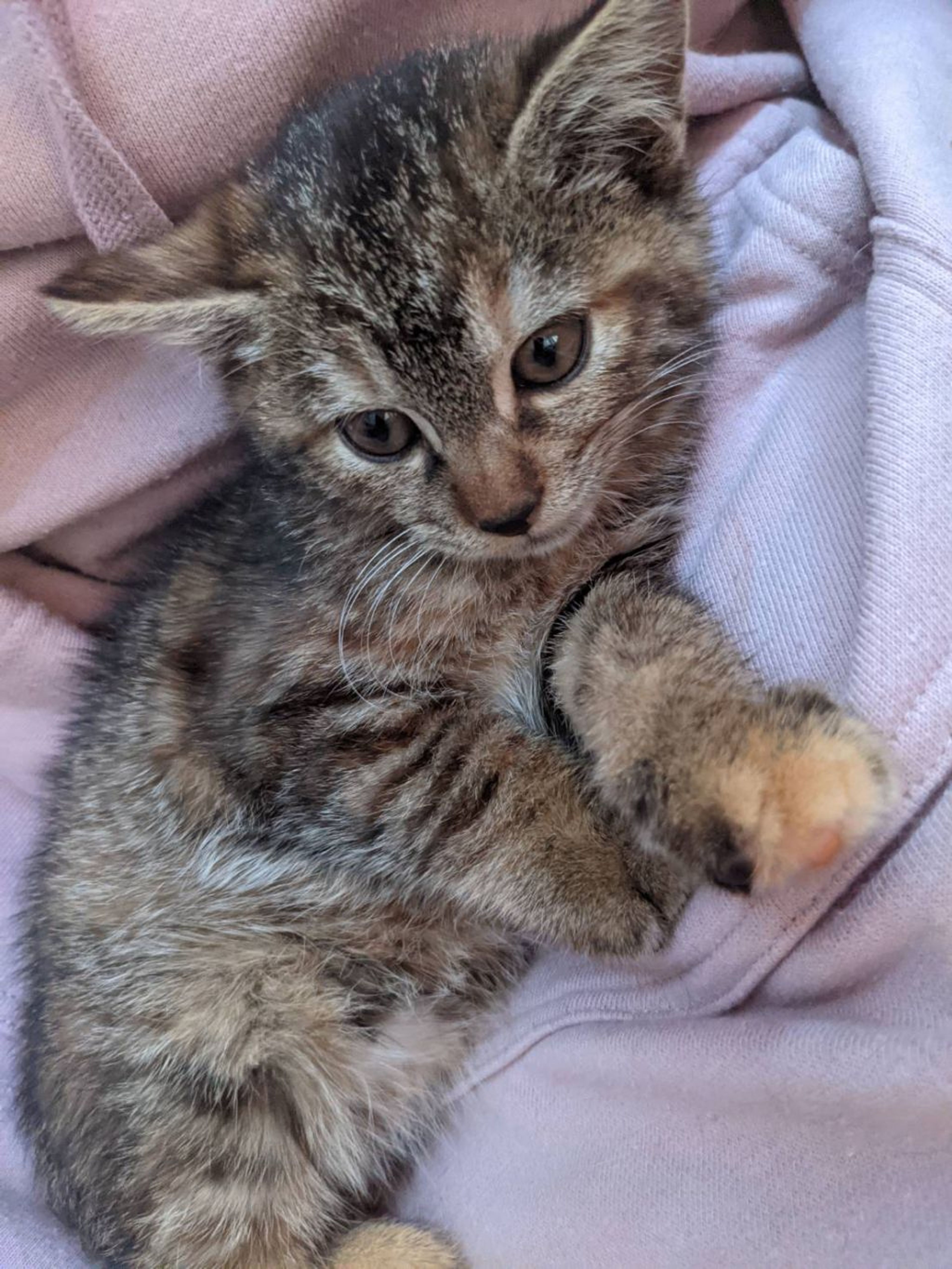 雑種（ミックス猫）・メスの里親募集の写真