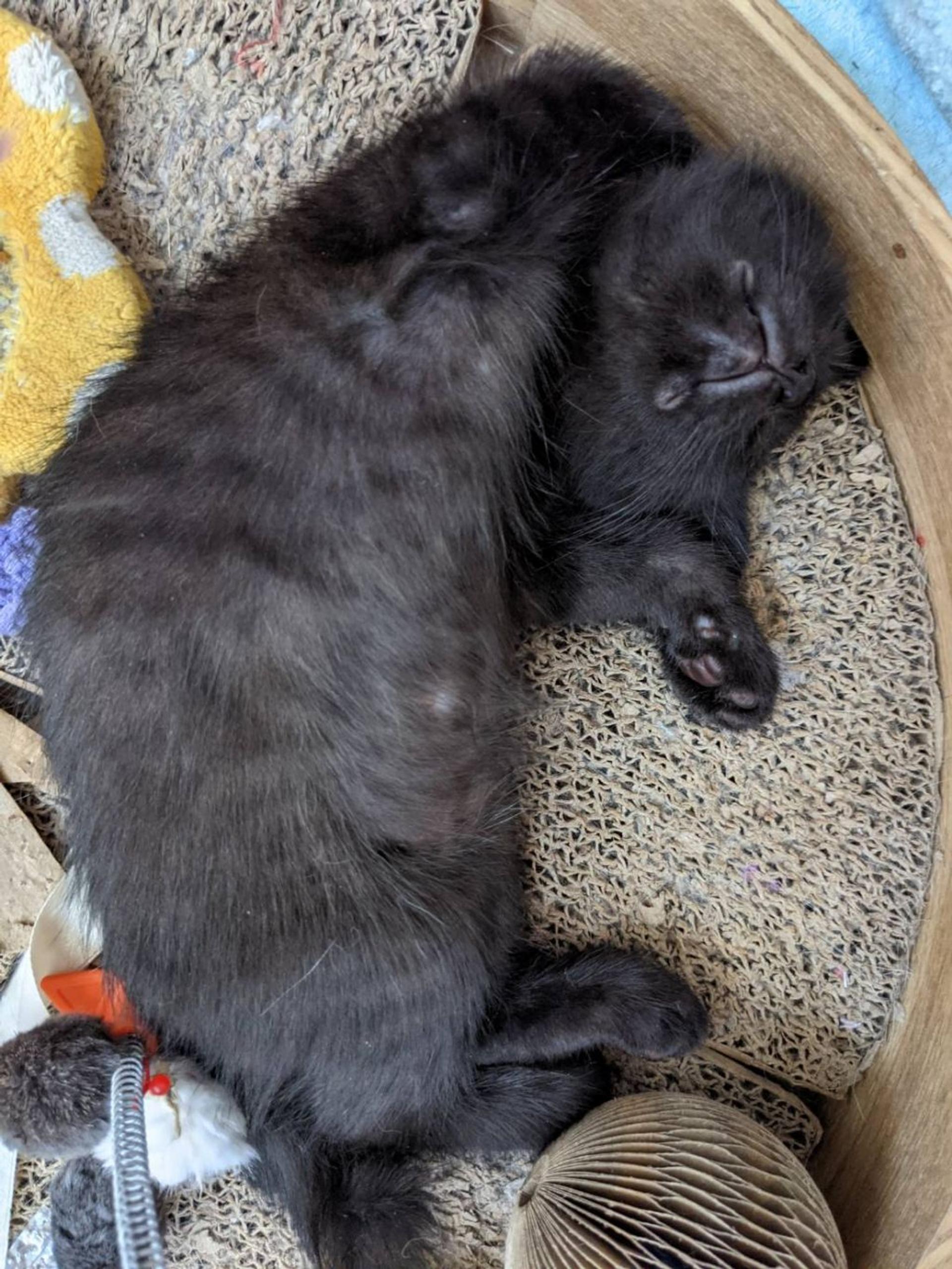 pet-image-2