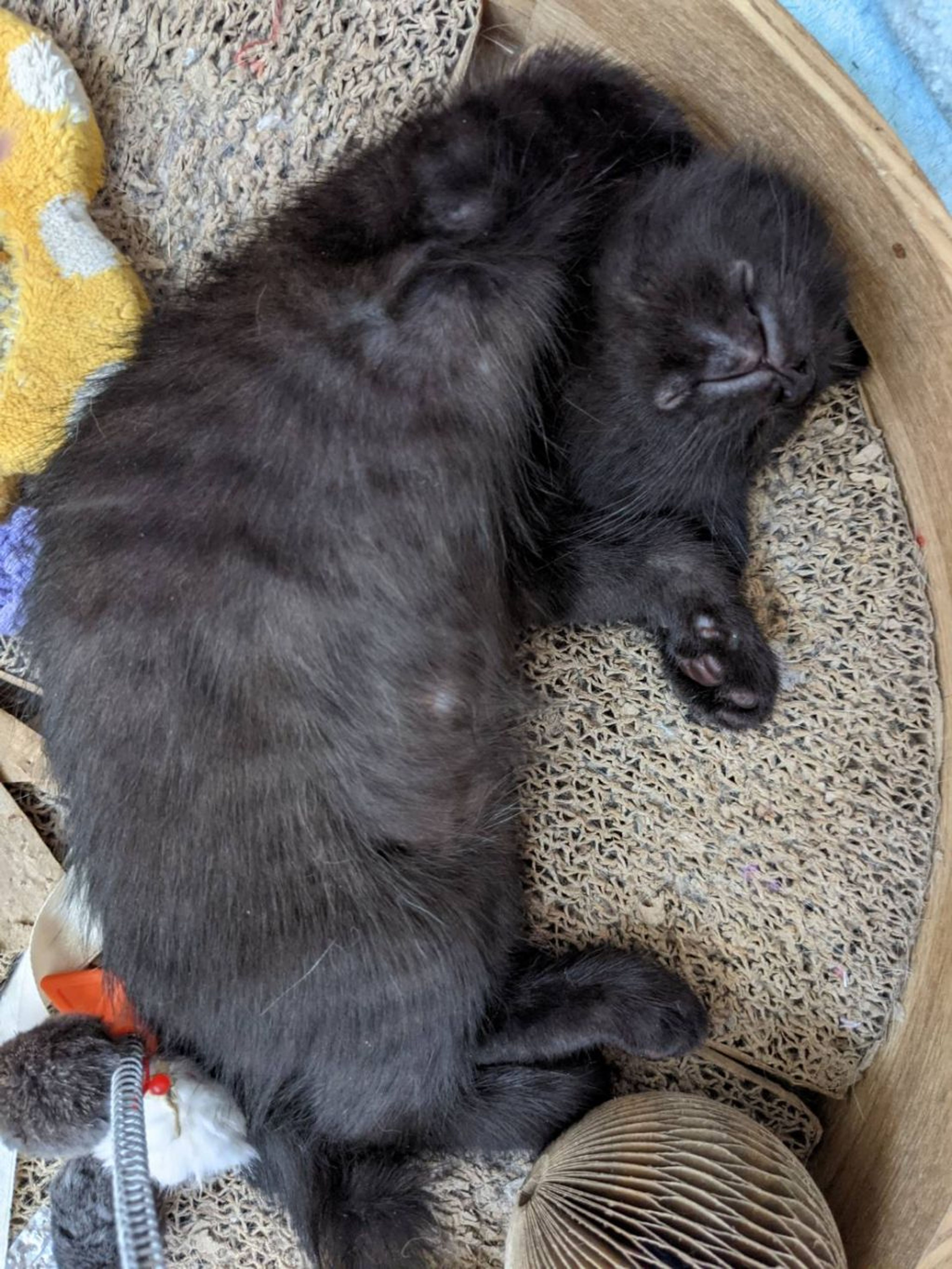 pet-image-2
