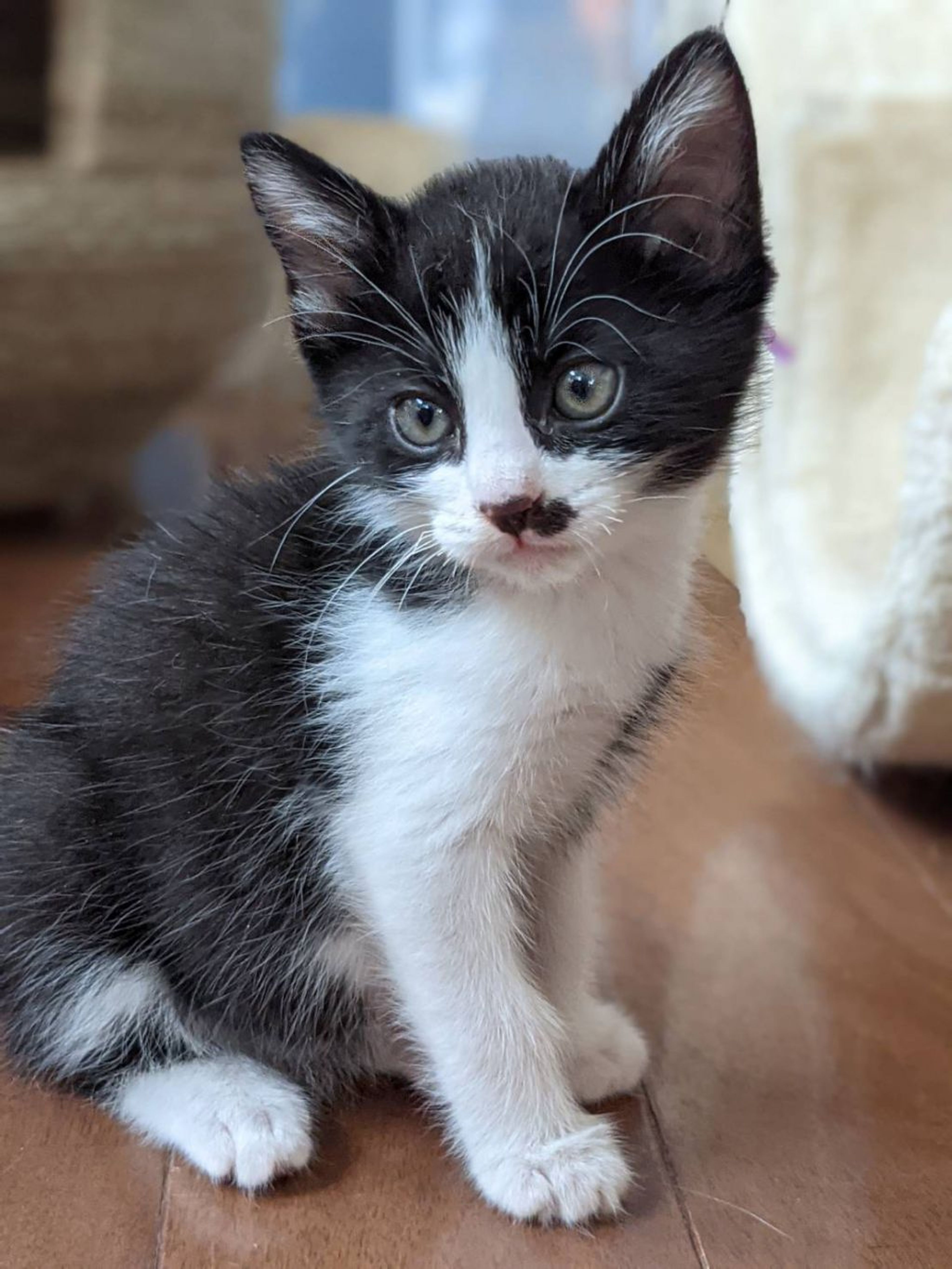 pet-image-2
