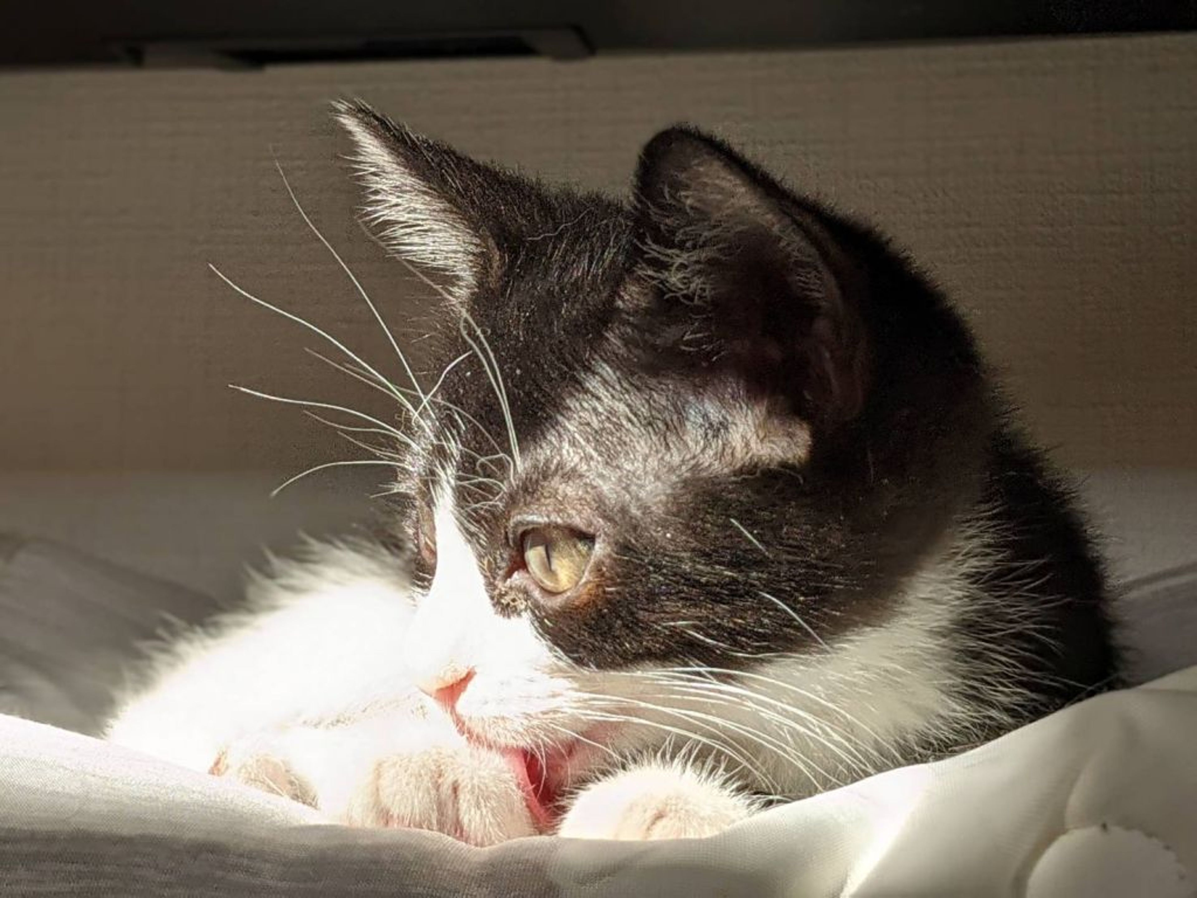 pet-image-3