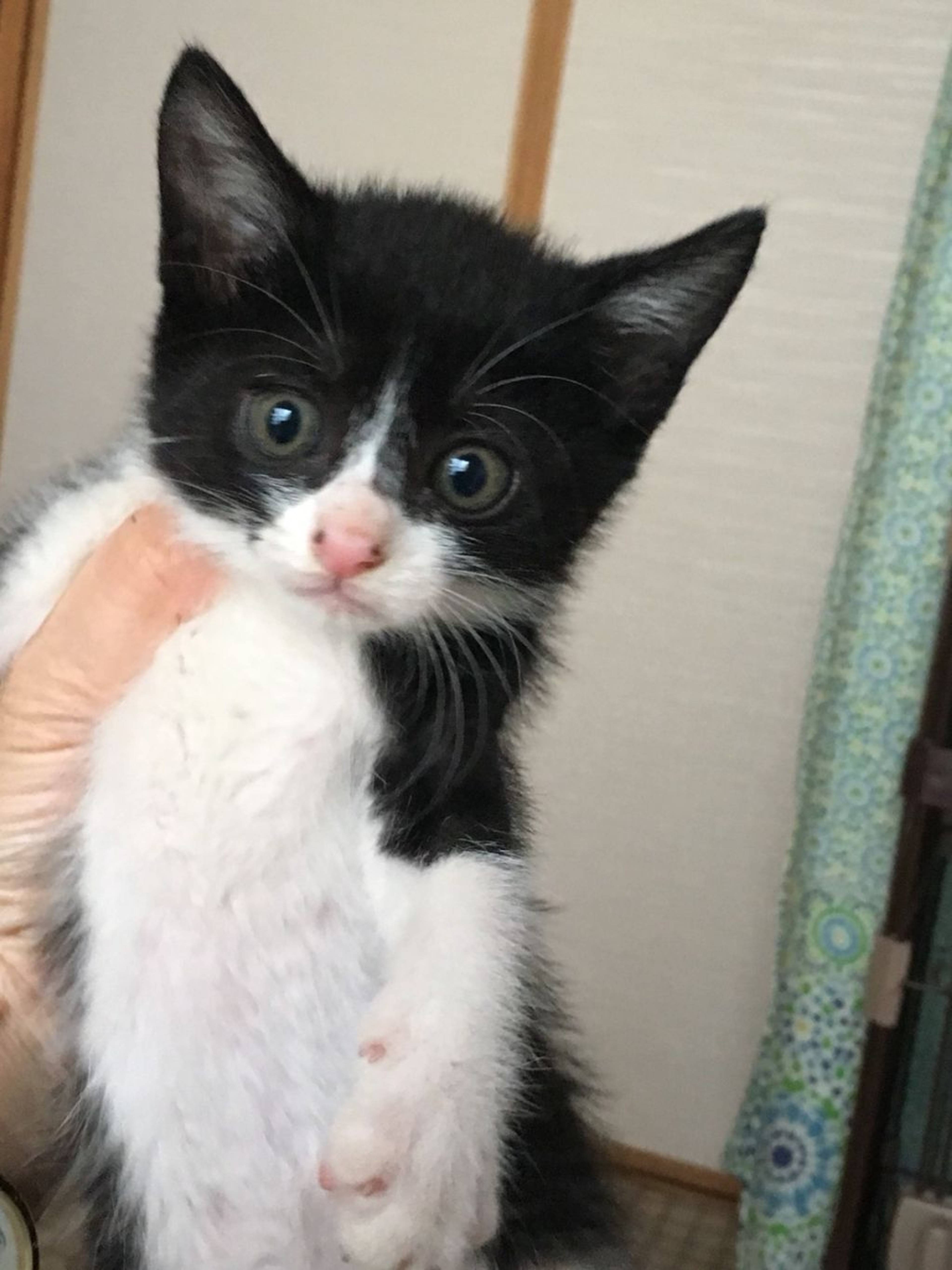 雑種（ミックス猫）・メスの里親募集の写真