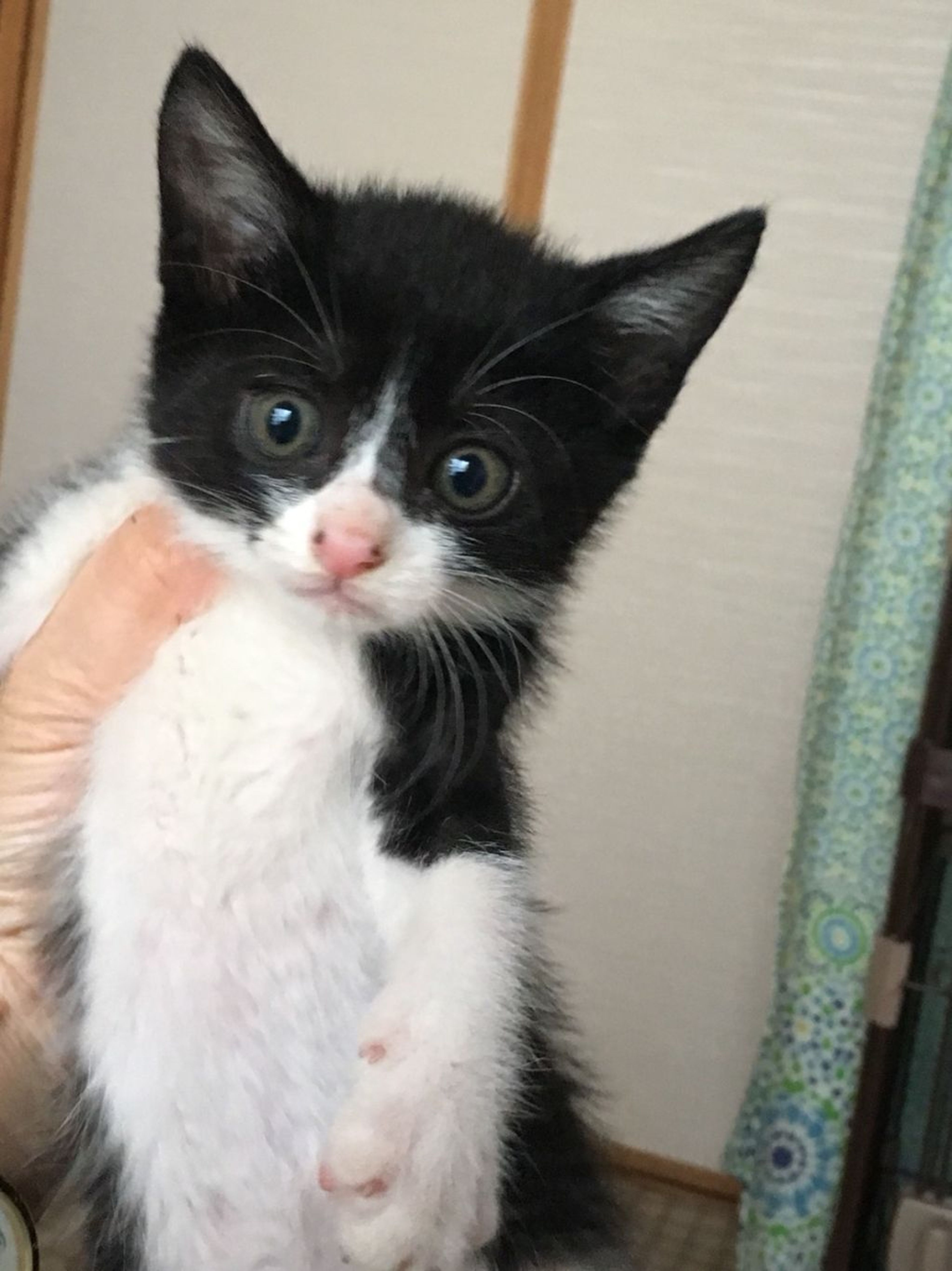 雑種（ミックス猫）・メスの里親募集の写真