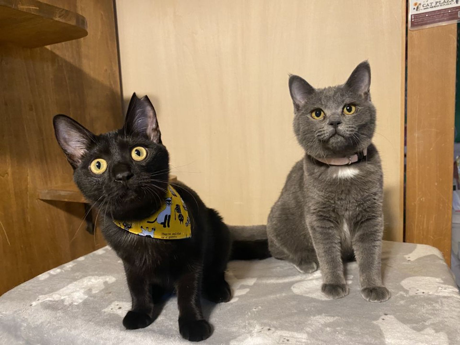 雑種（ミックス猫）・メスの里親募集の写真