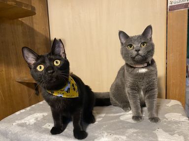 飛騨&ざくろの写真