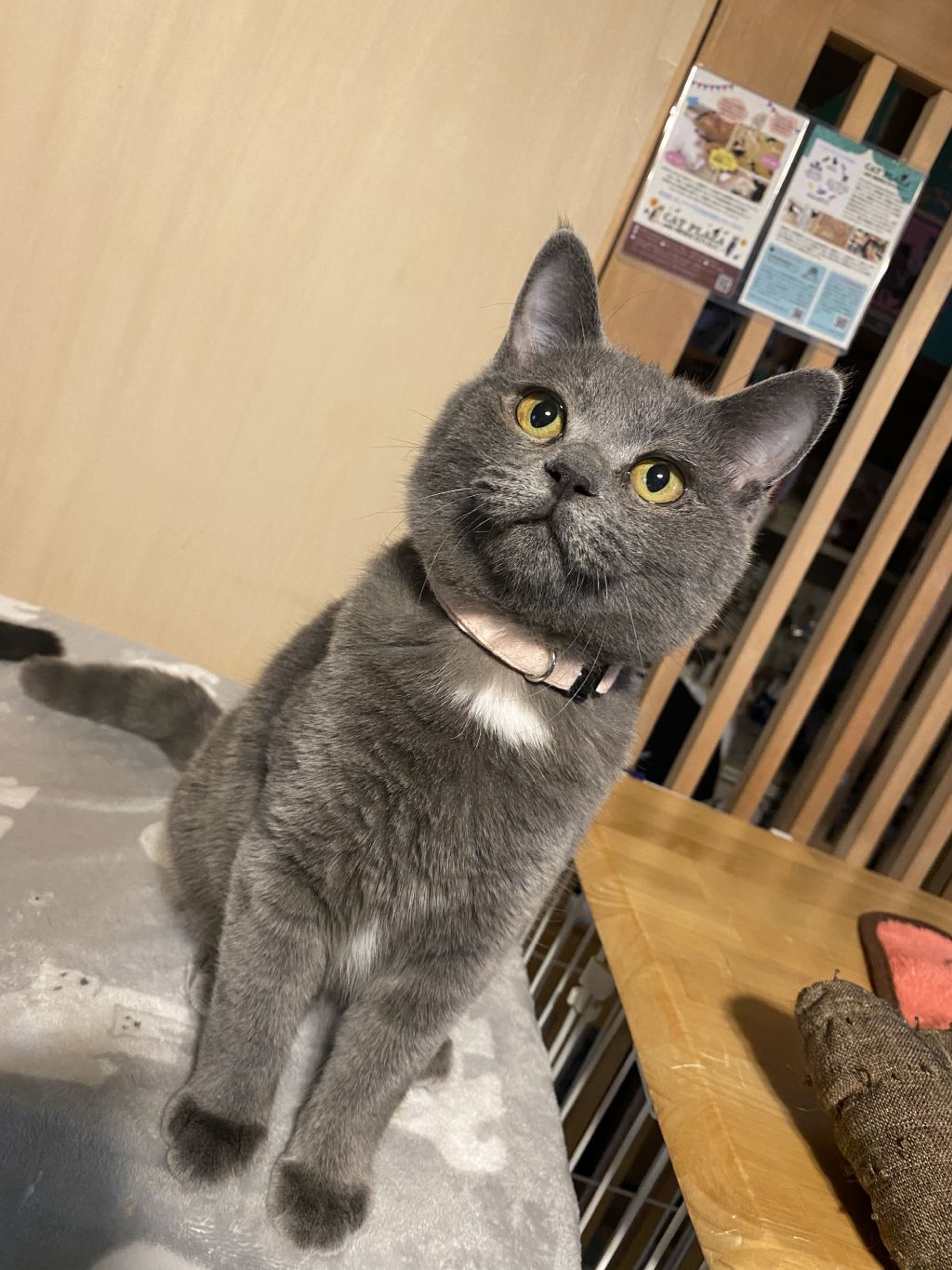 pet-image-2