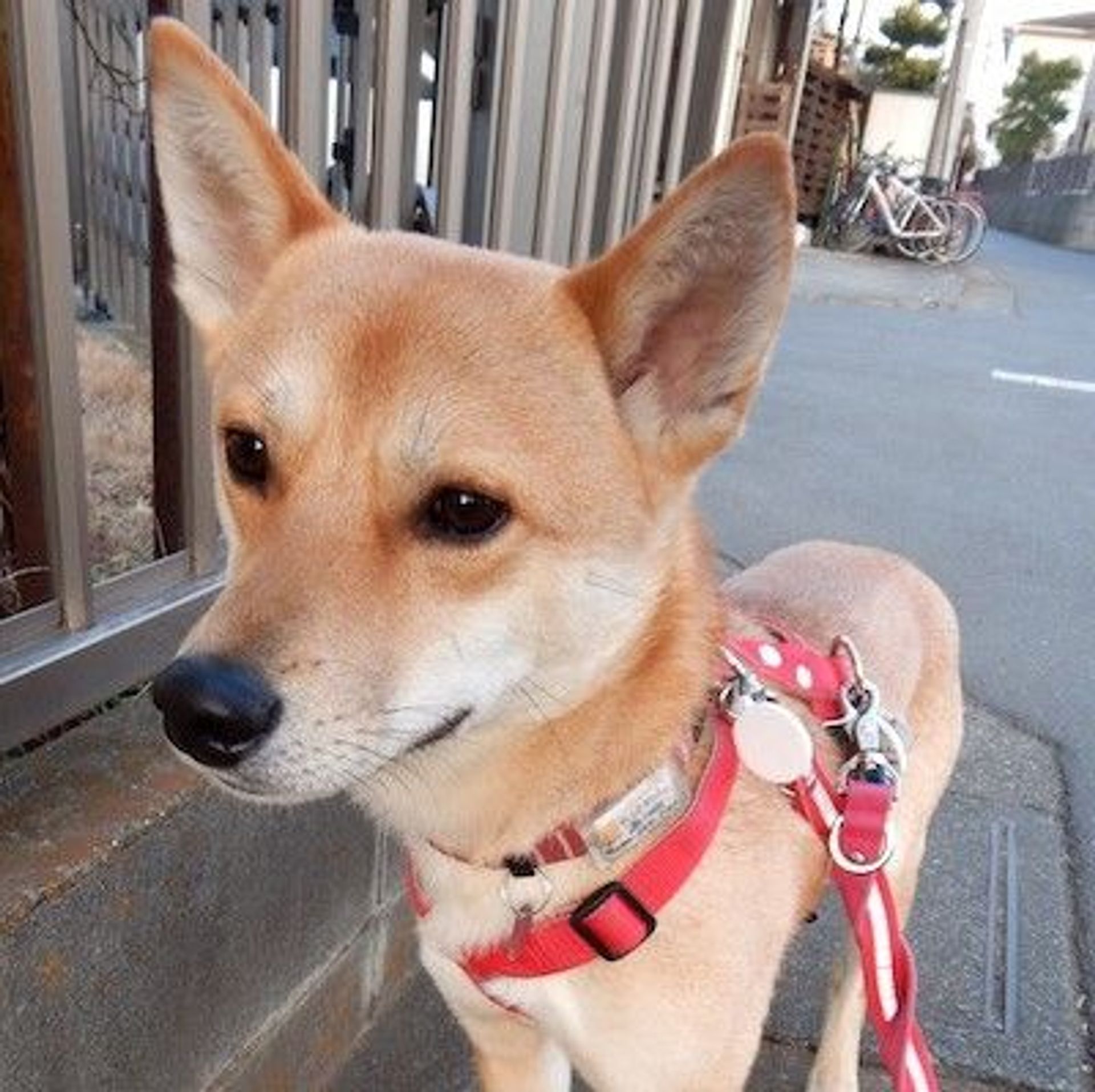 雑種（ミックス犬）・オスの里親募集の写真