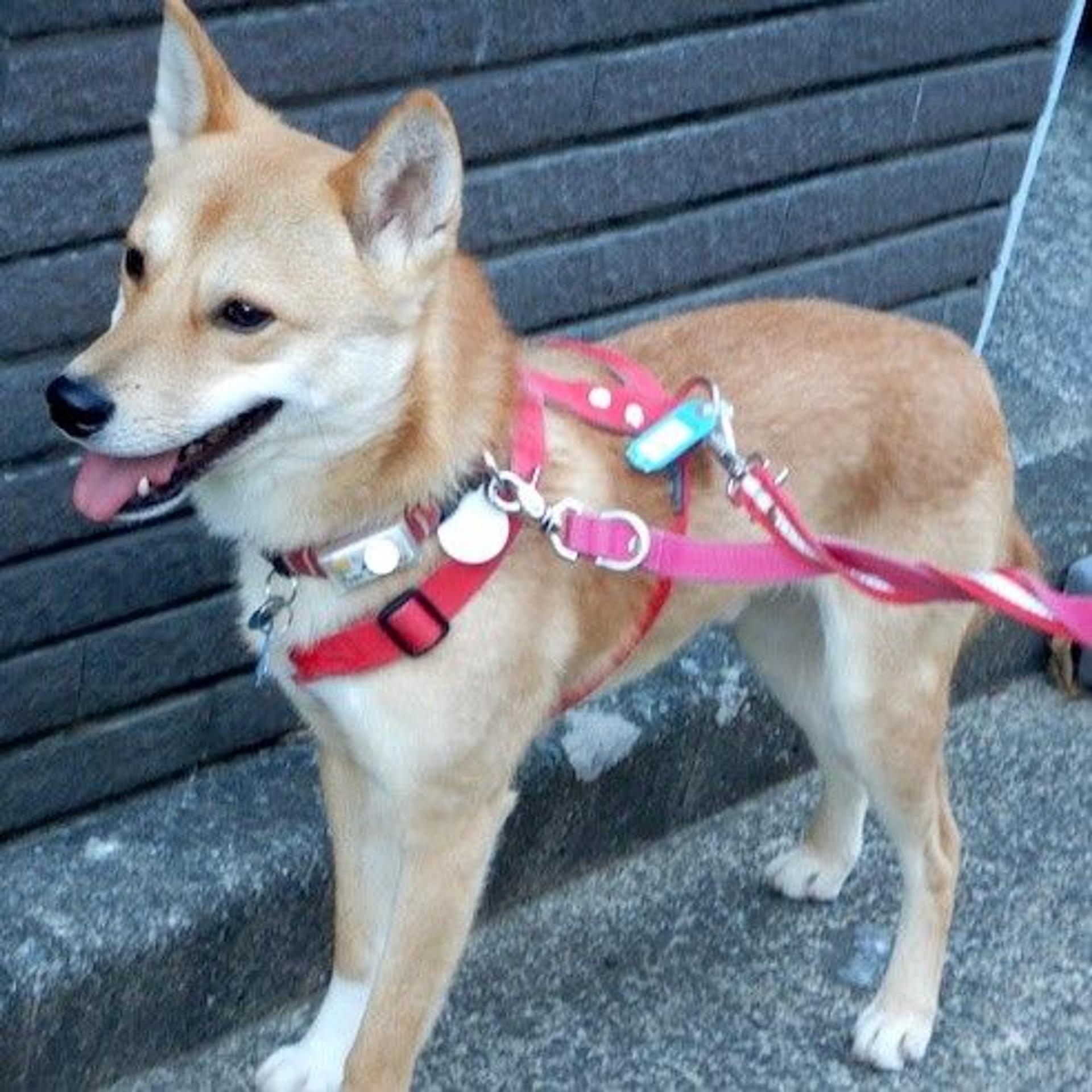 pet-image-3