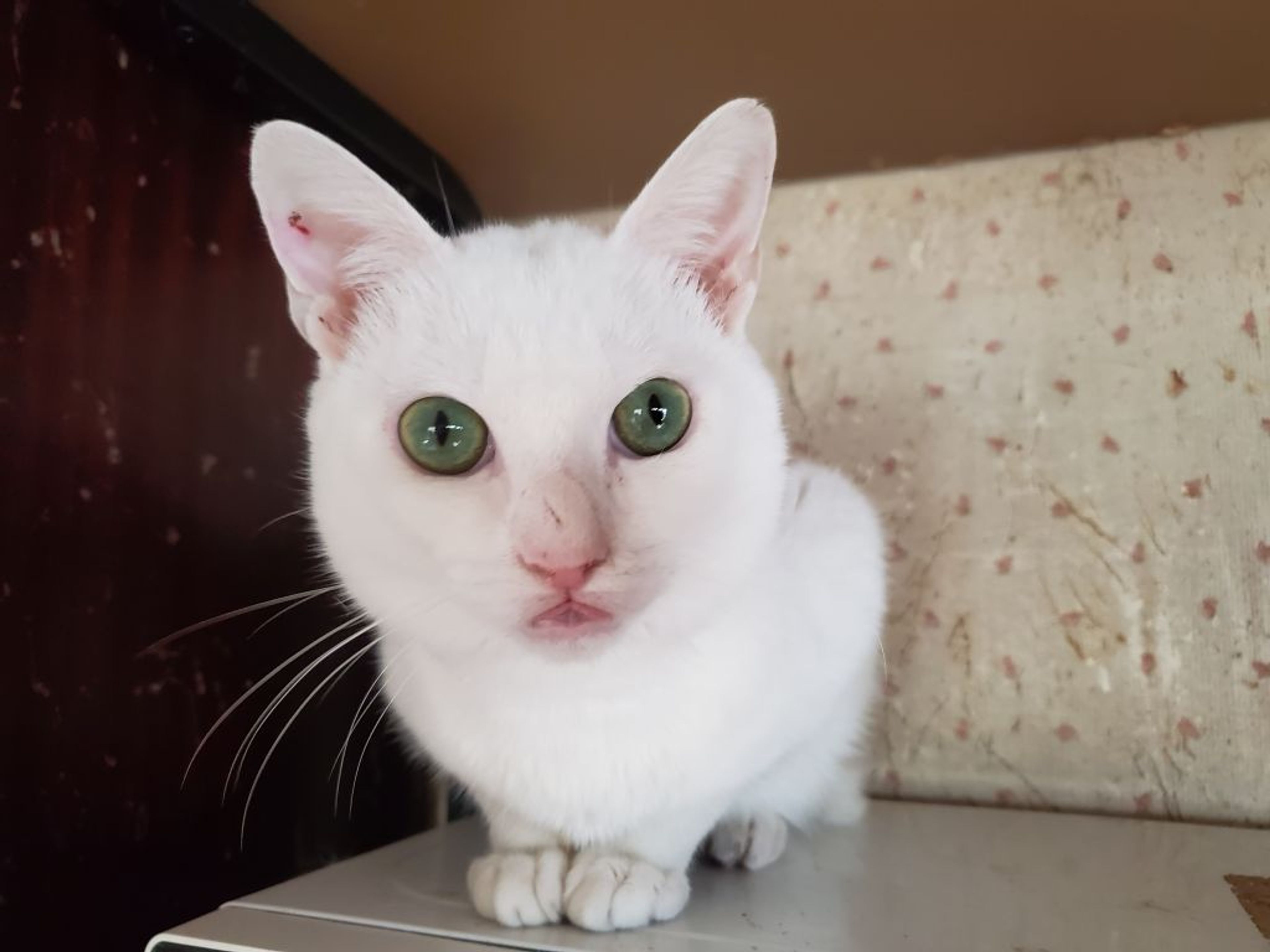 雑種（ミックス猫）・オスの里親募集の写真