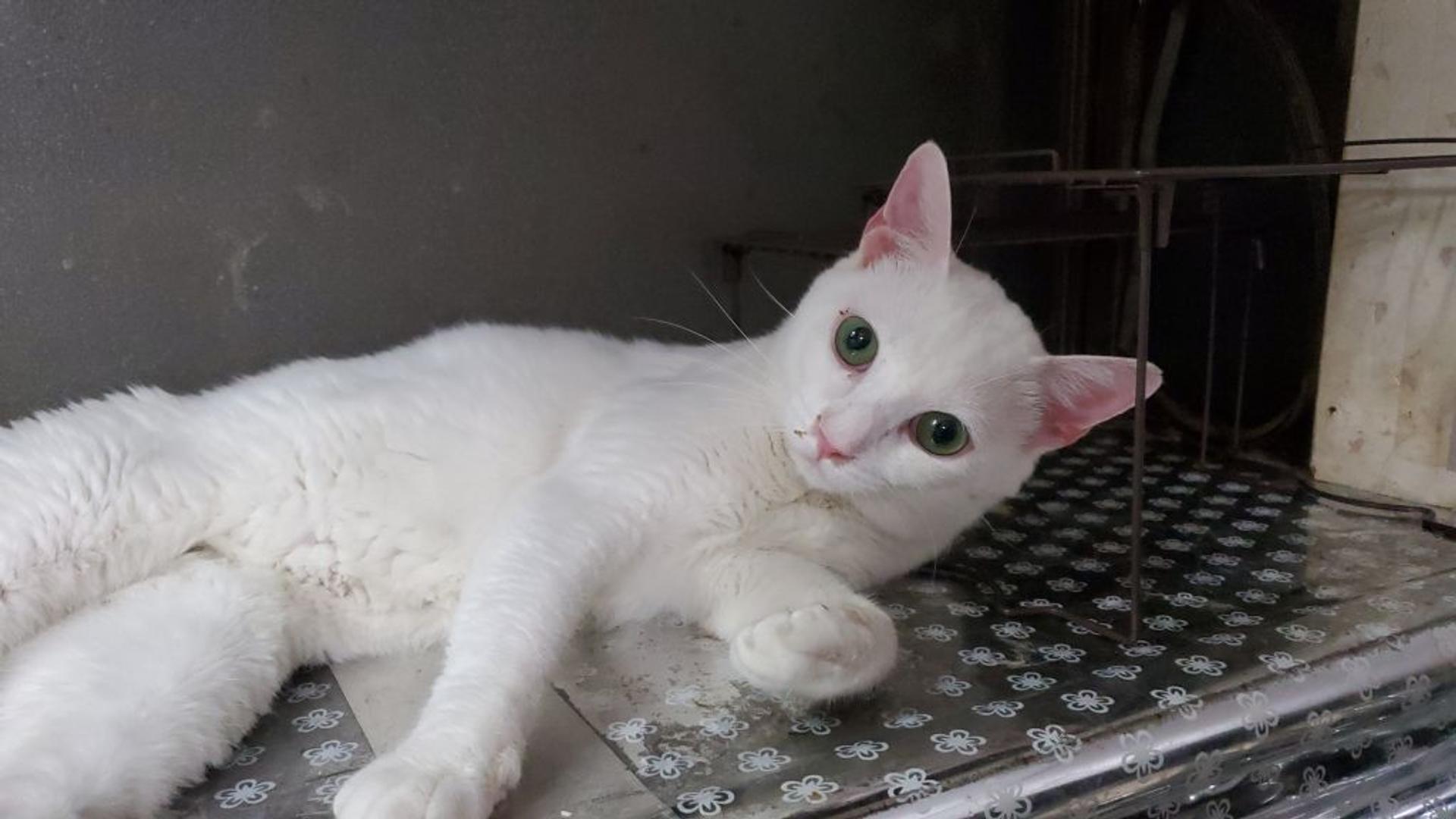 pet-image-4