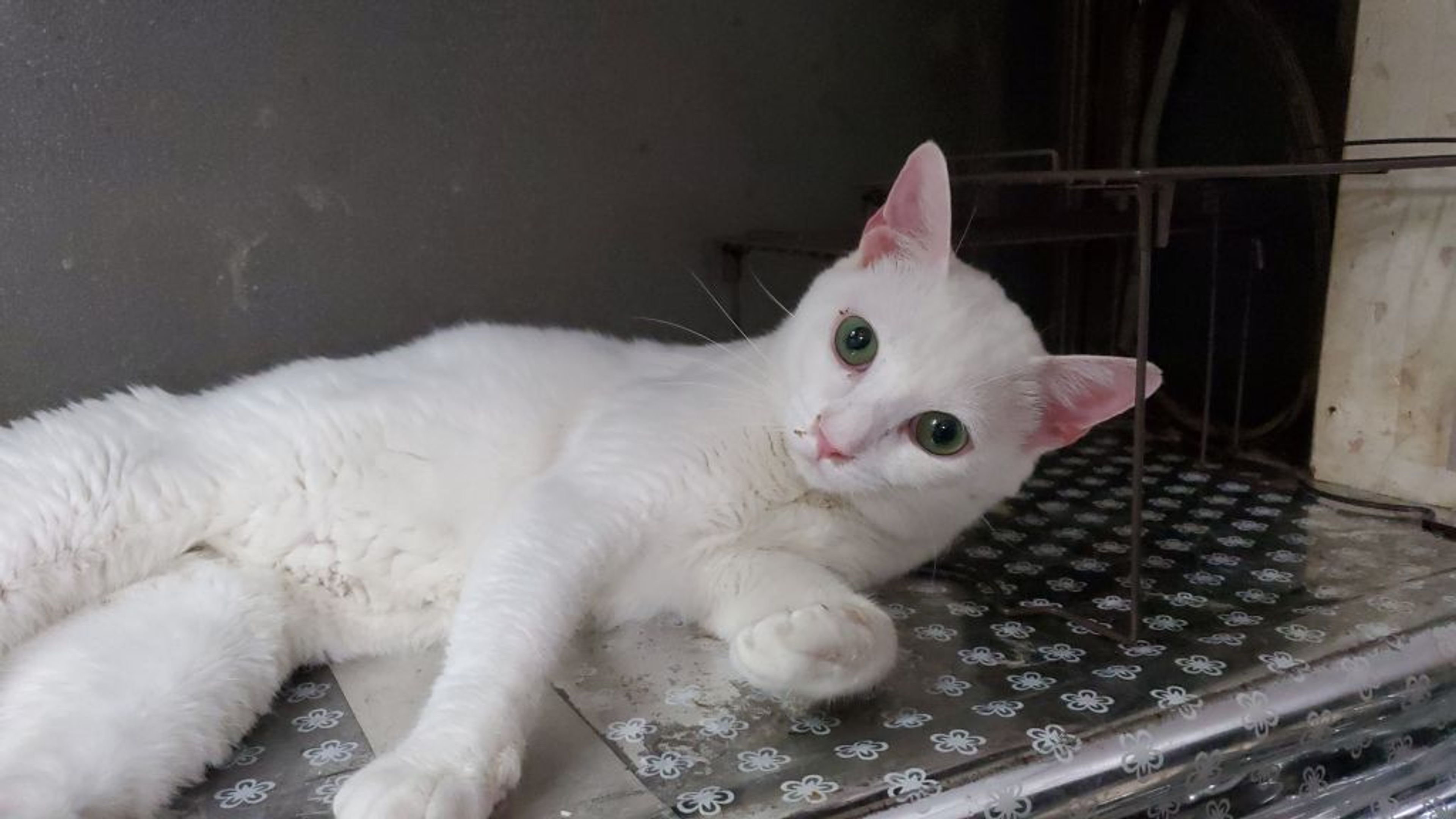 pet-image-4