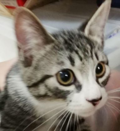 チビタの写真
