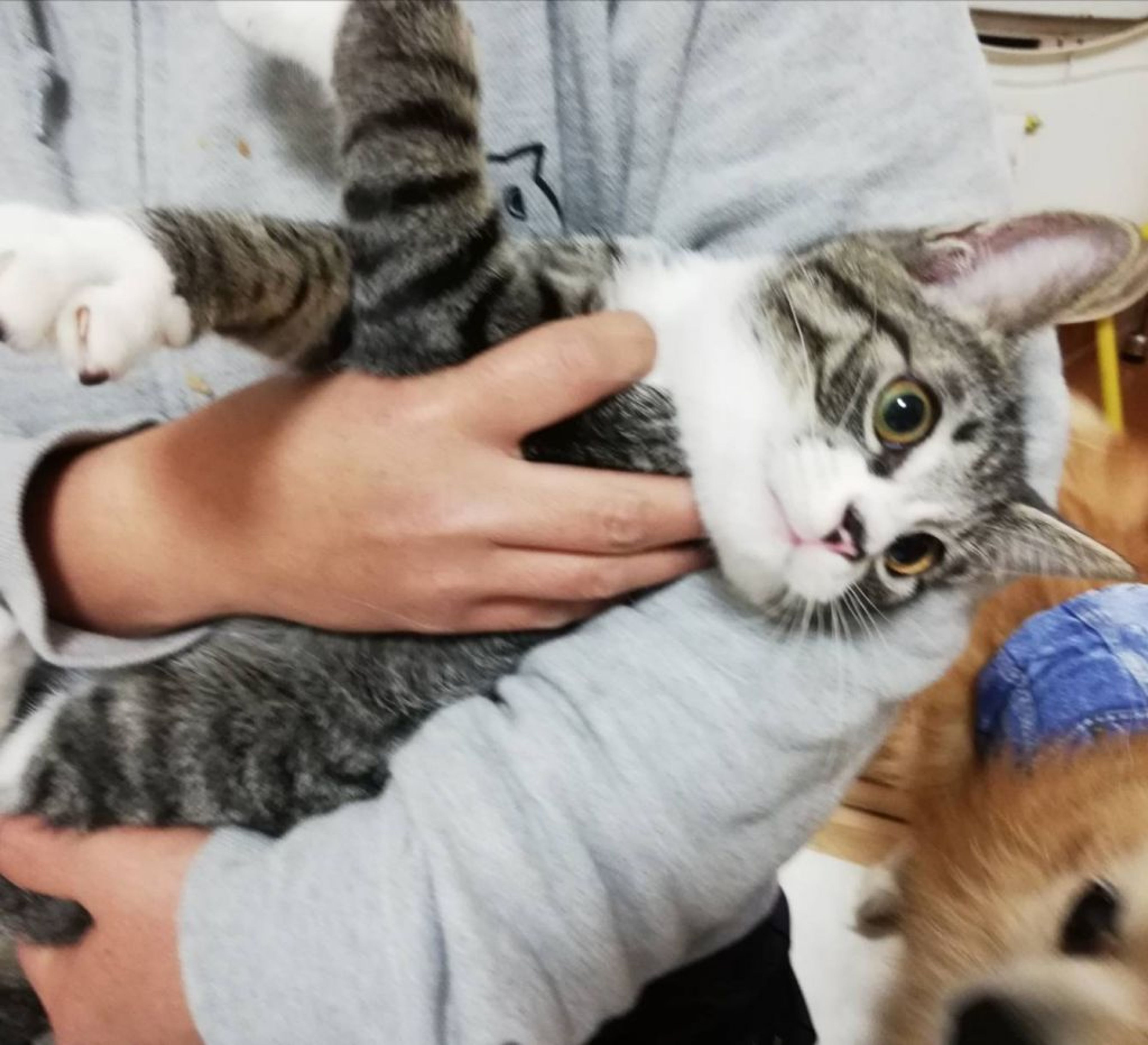 pet-image-2