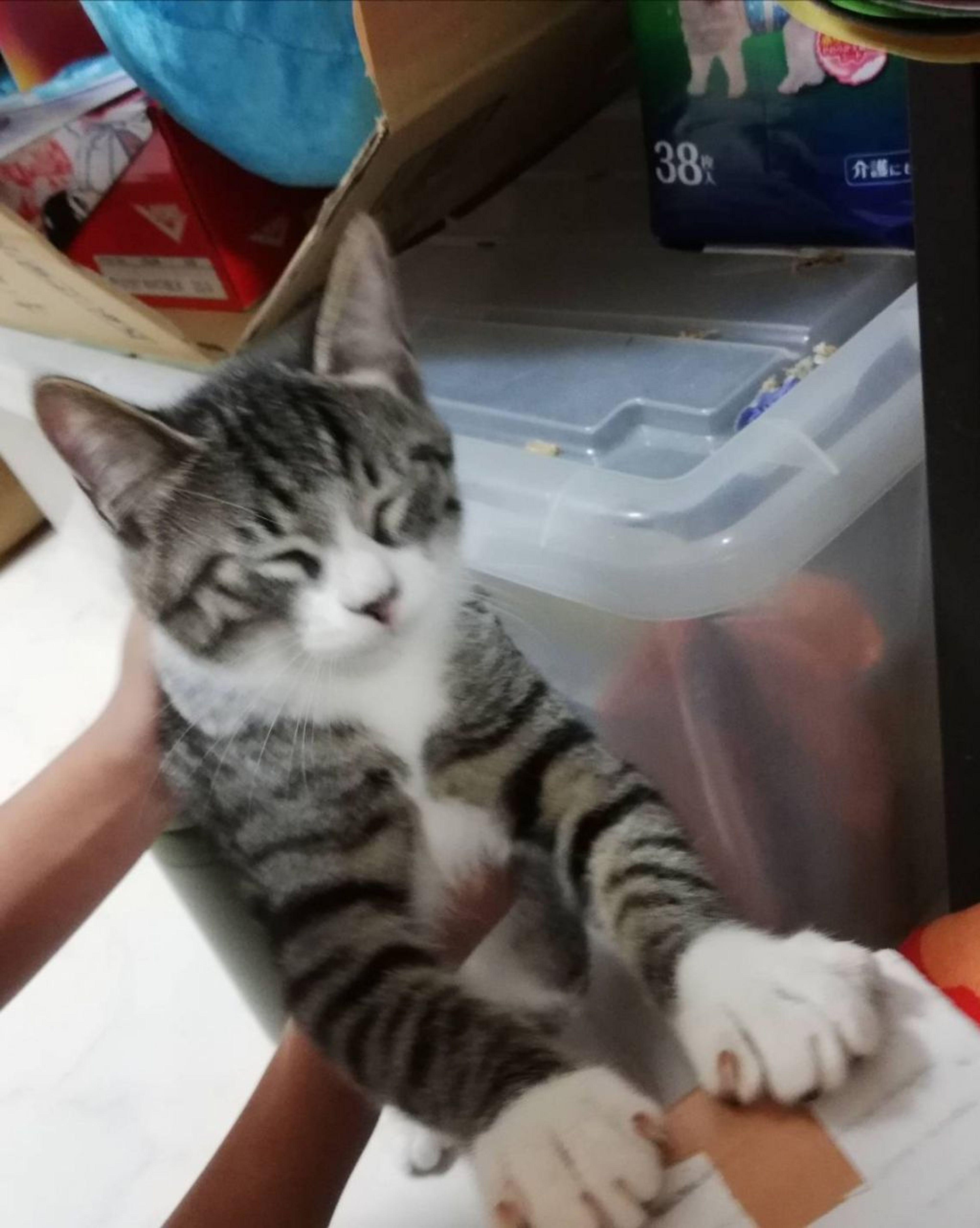 pet-image-3