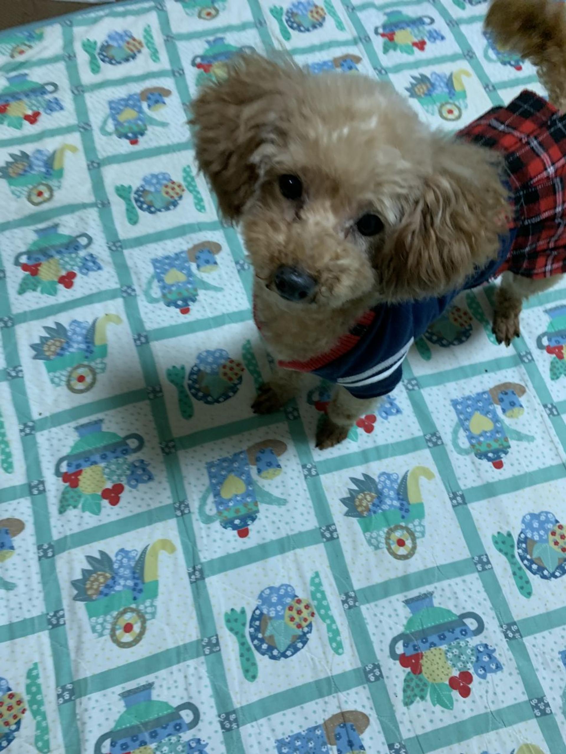 pet-image-2
