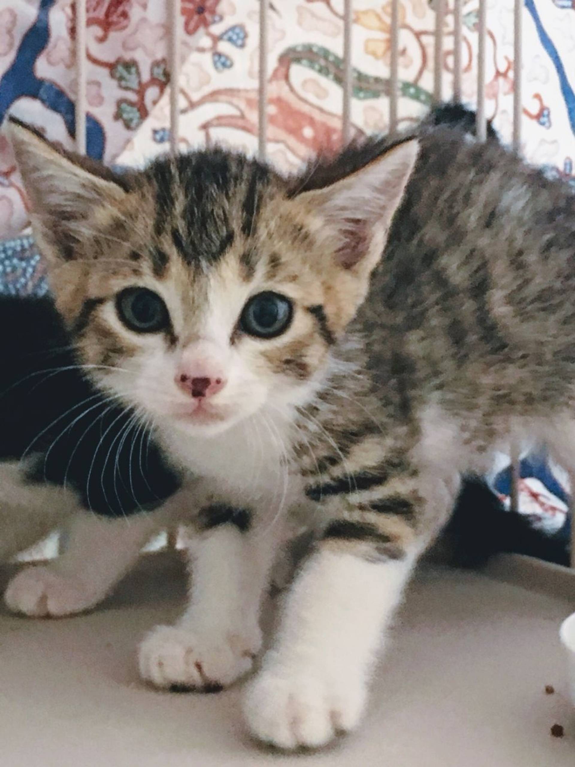 雑種（ミックス猫）・オスの里親募集の写真