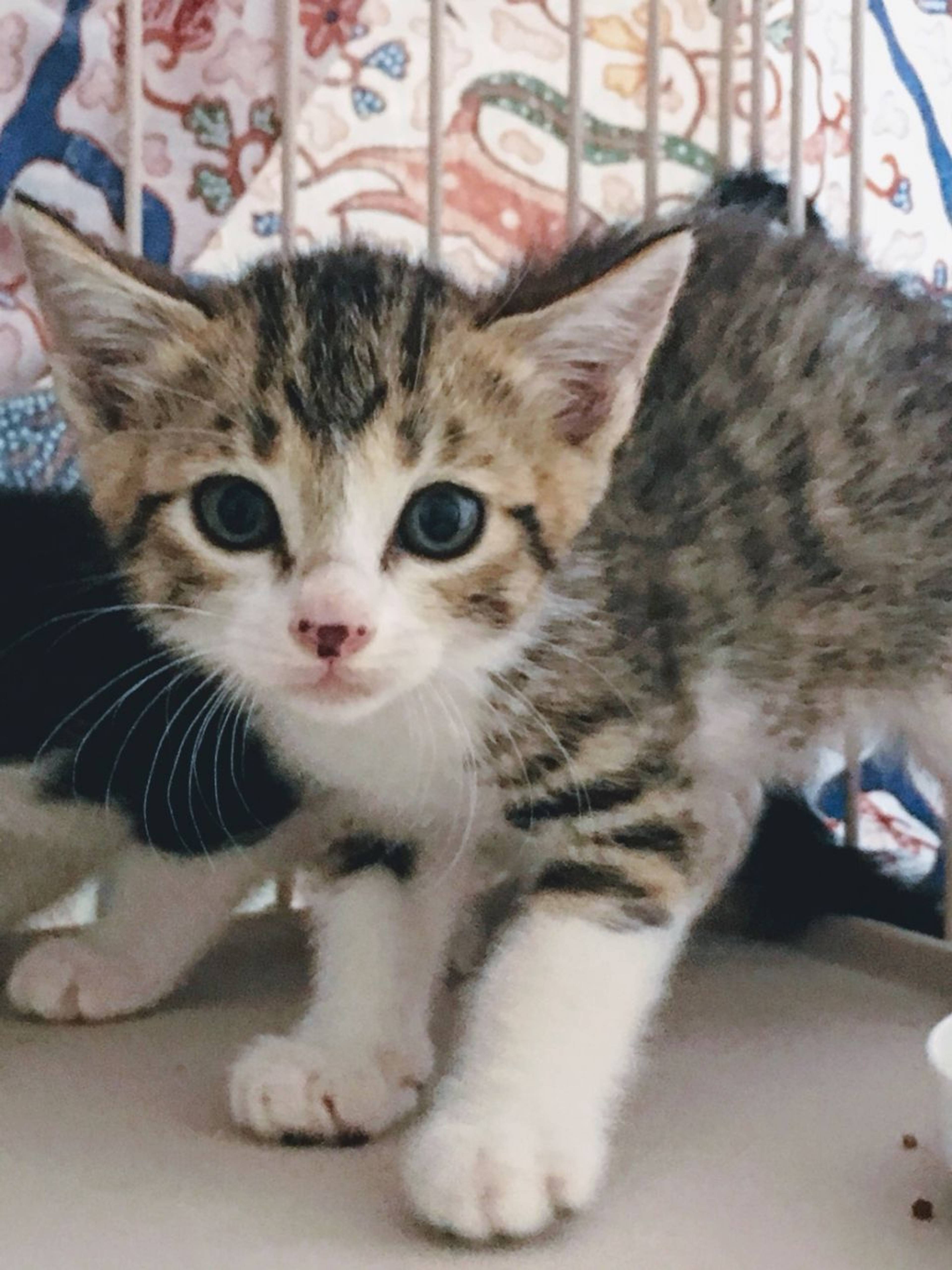 雑種（ミックス猫）・オスの里親募集の写真