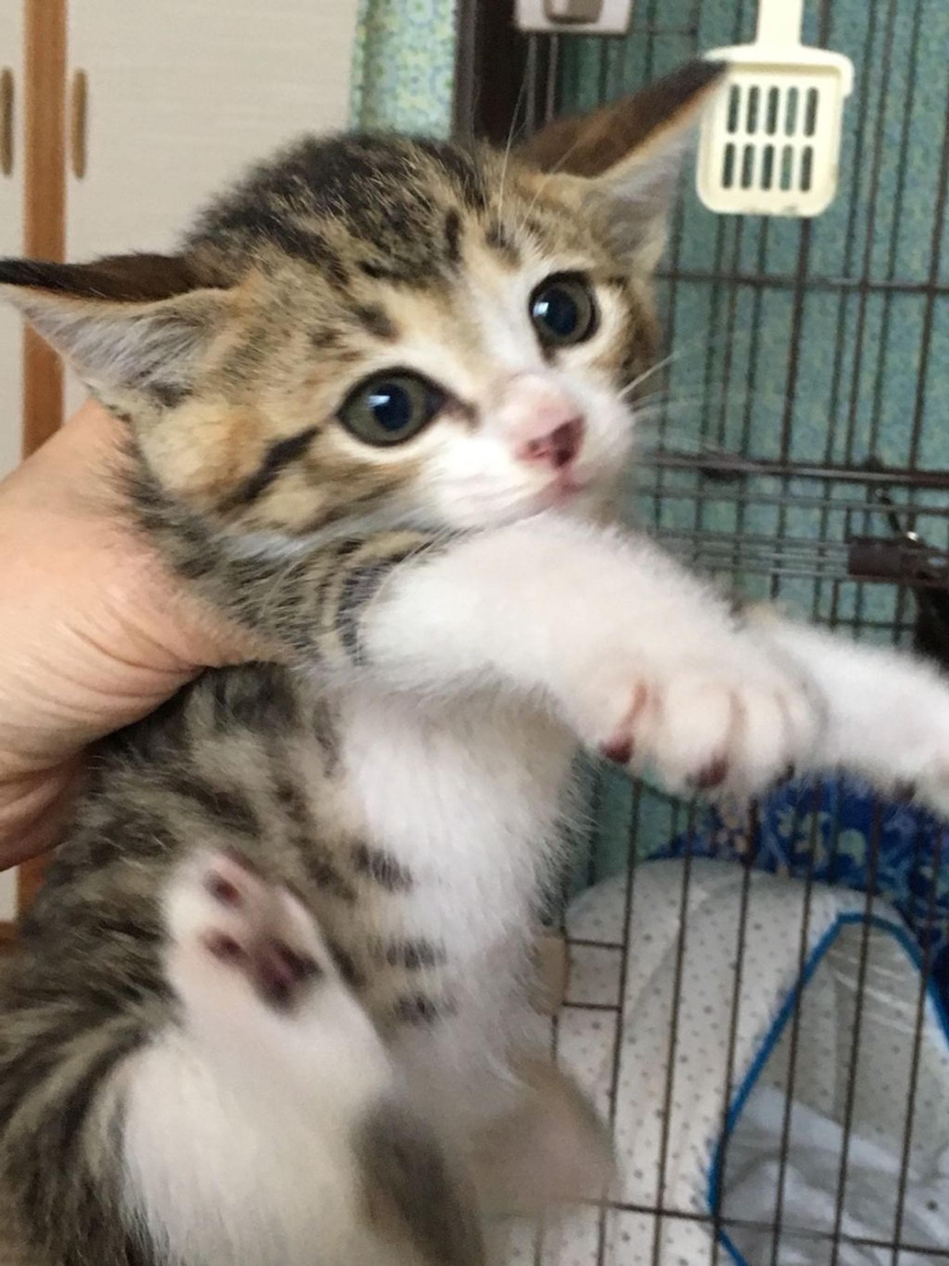 pet-image-2