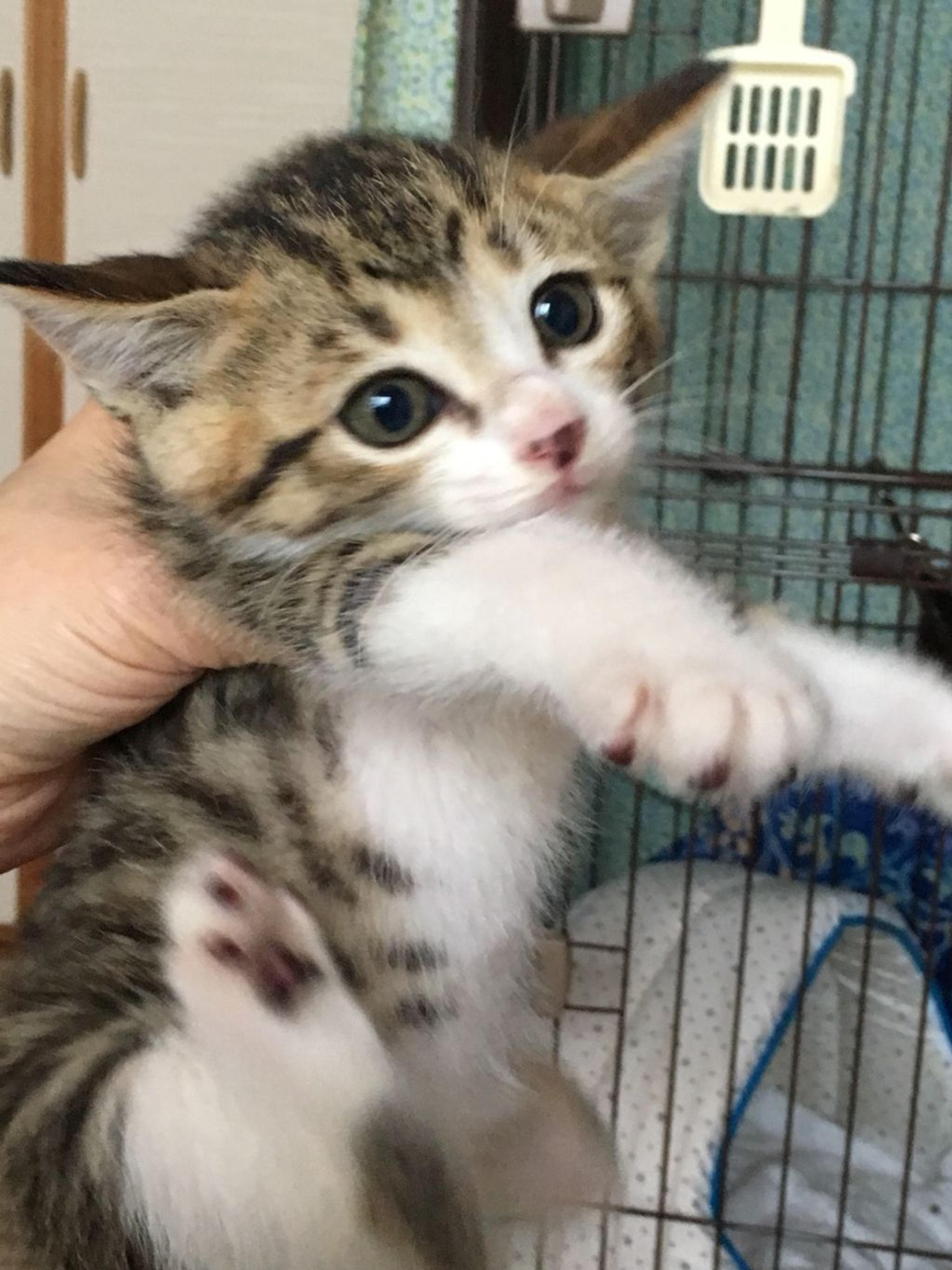 pet-image-2