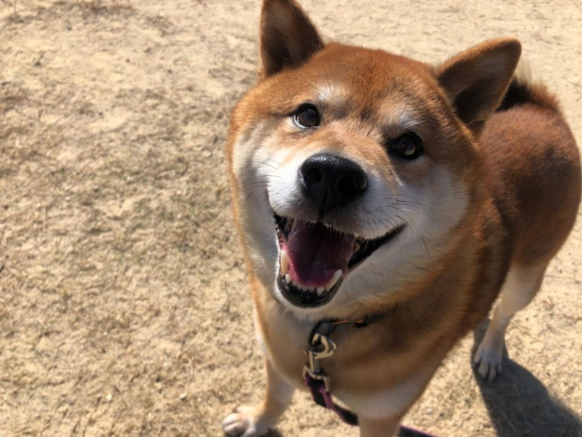 柴犬・オスの里親募集の写真