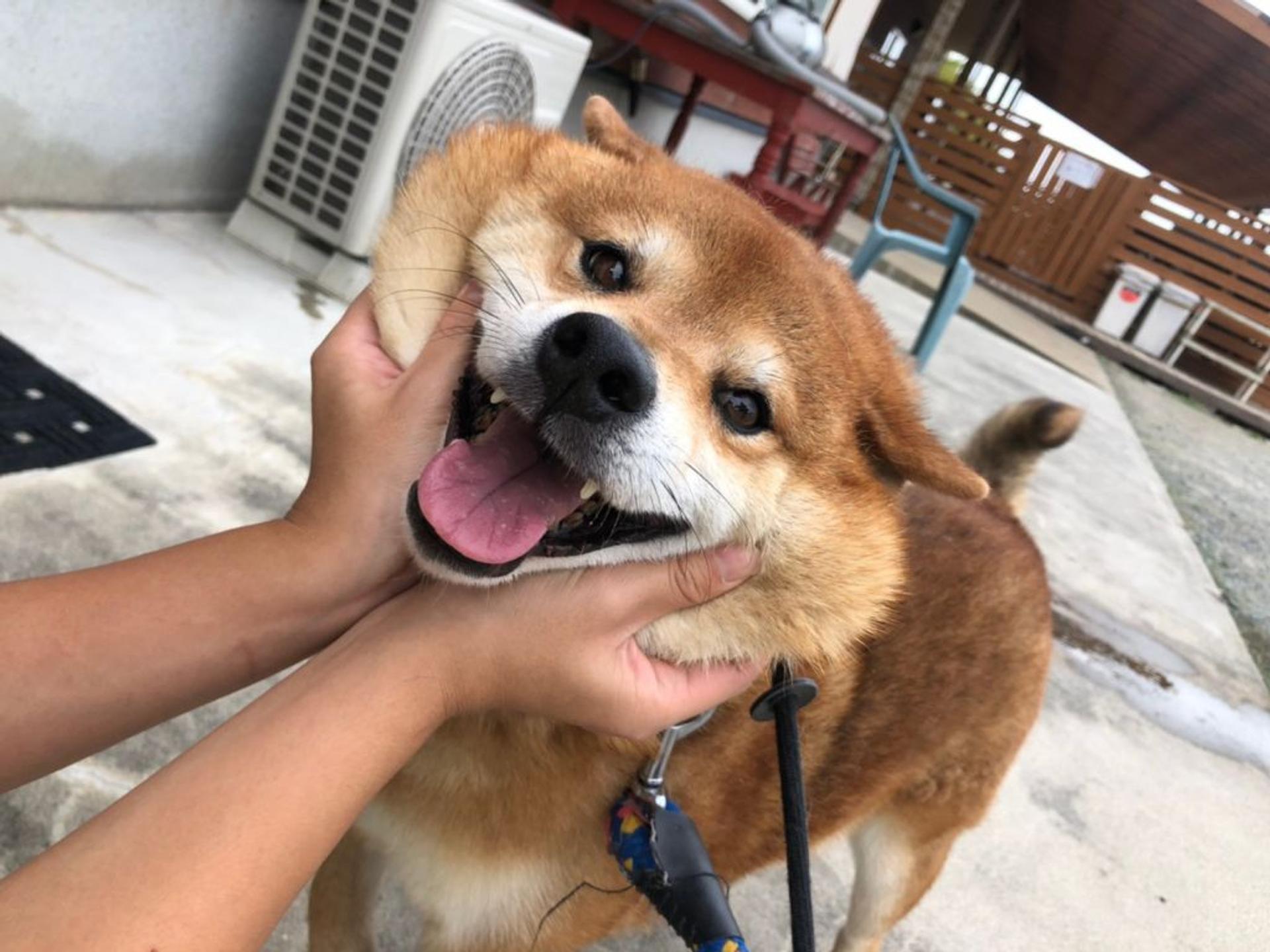 pet-image-4