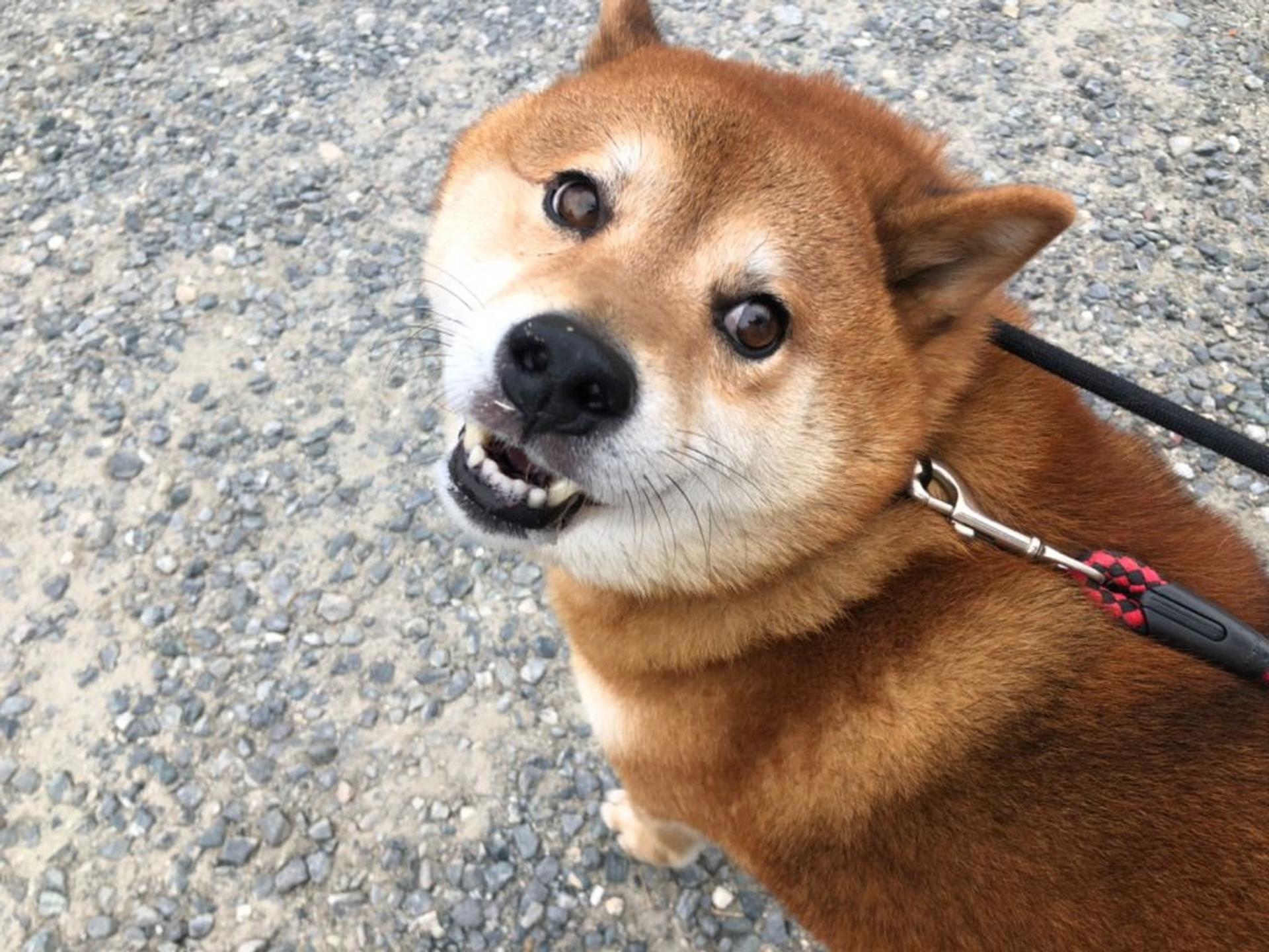 pet-image-6