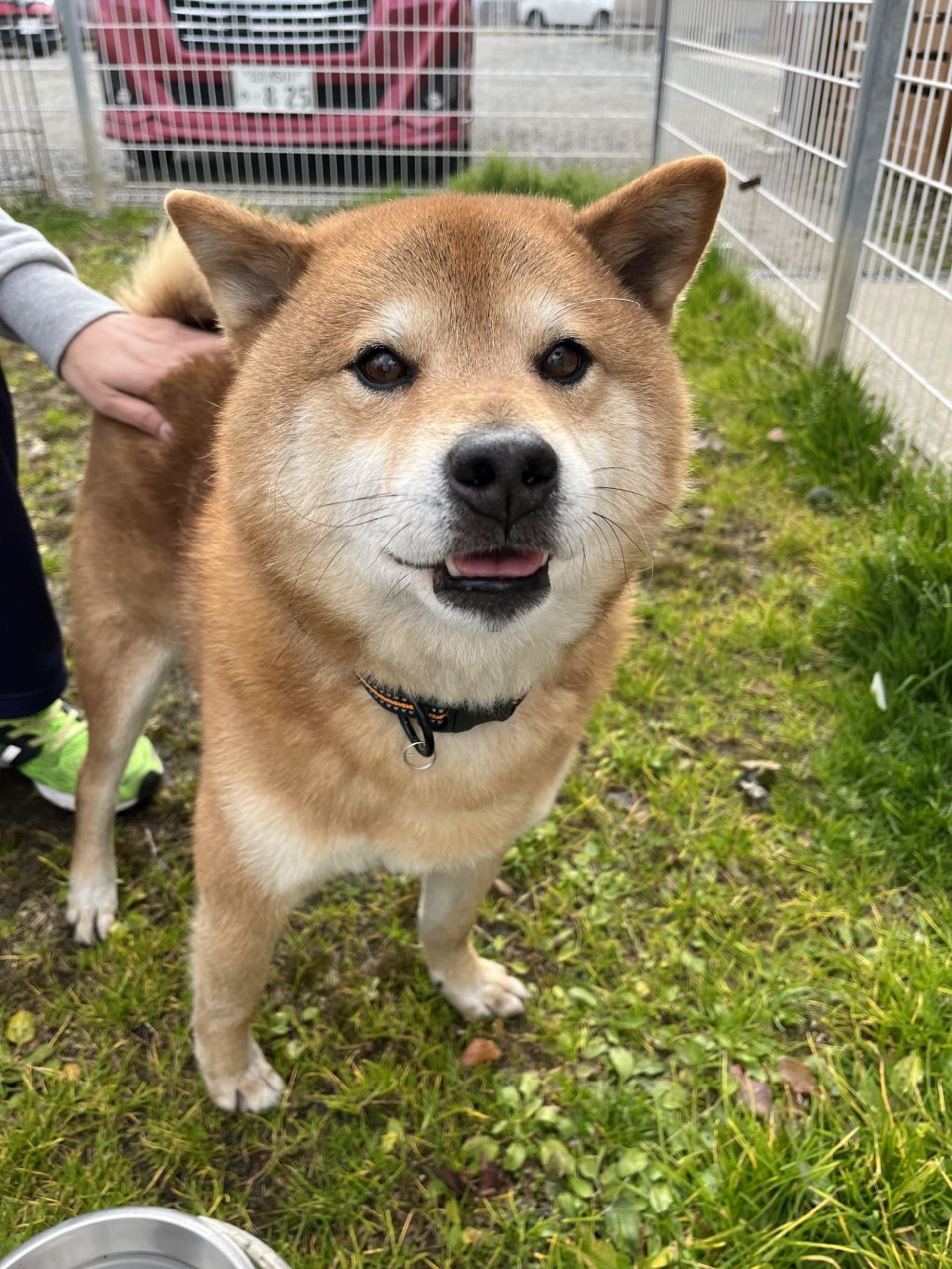 柴犬・オスの里親募集の写真