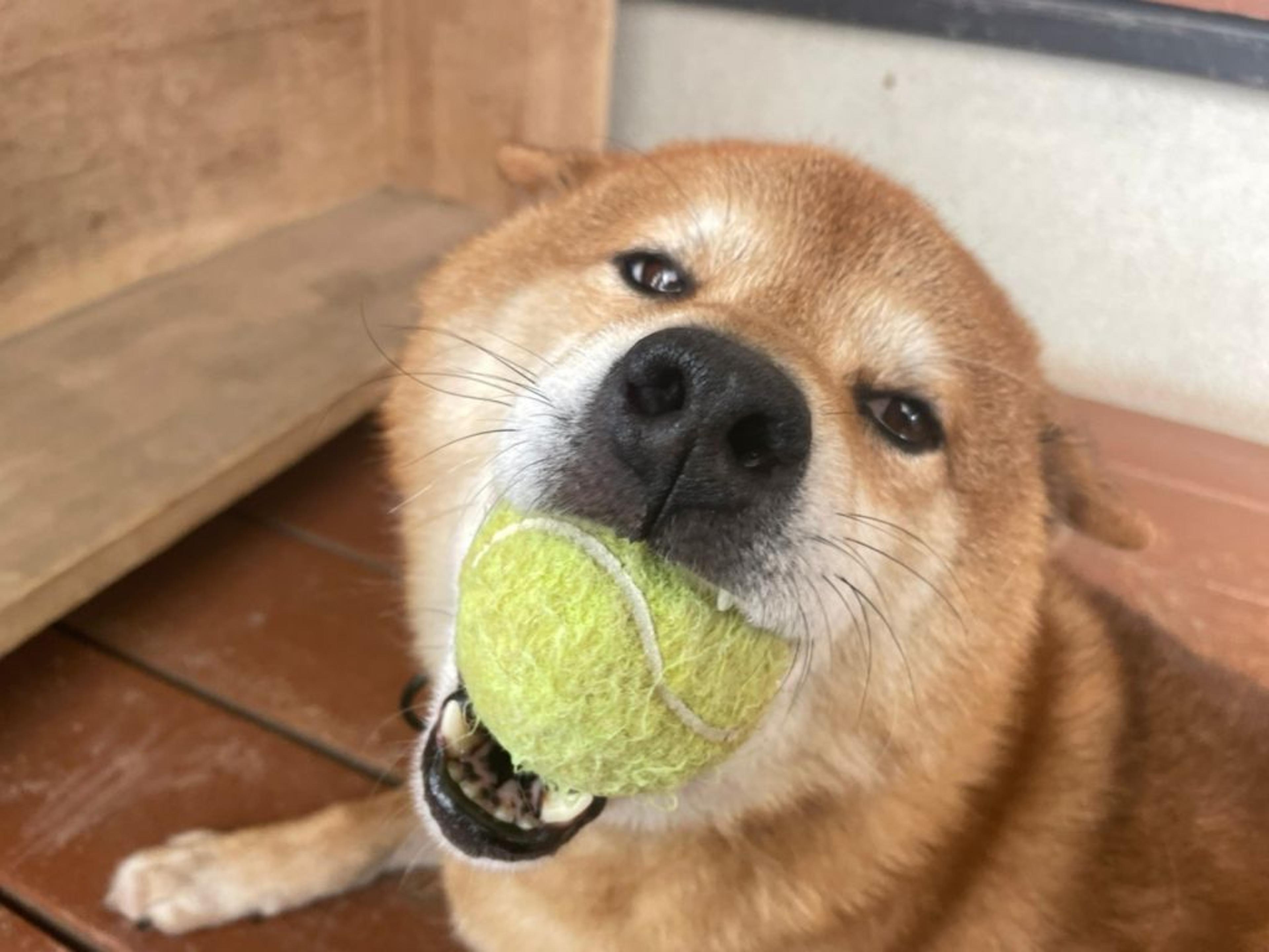 pet-image-3
