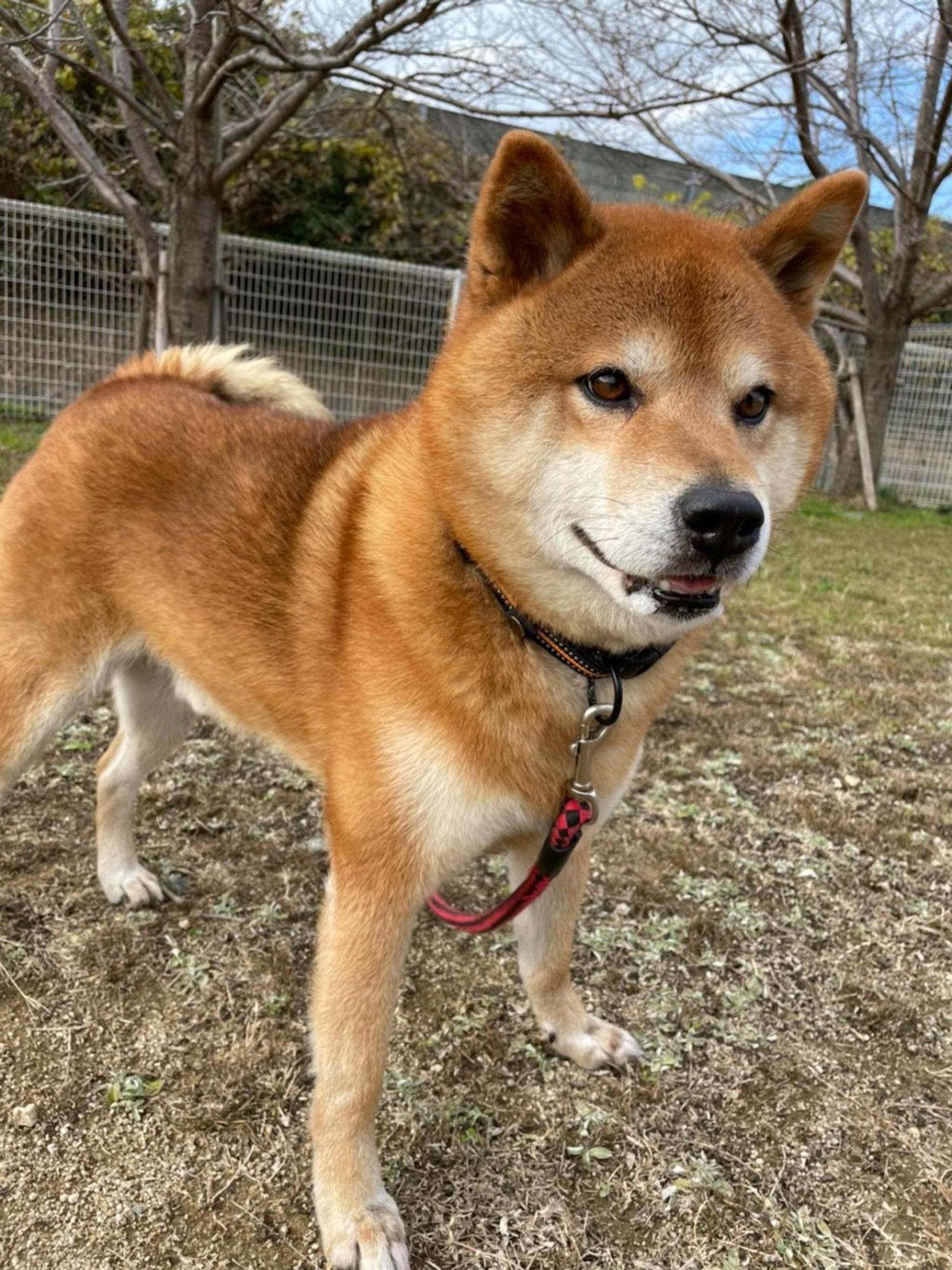 pet-image-7