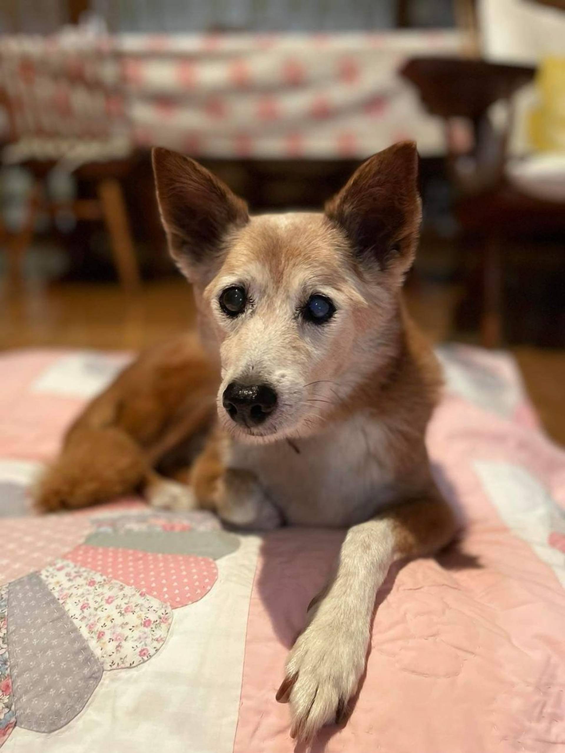 雑種（ミックス犬）・メスの里親募集の写真