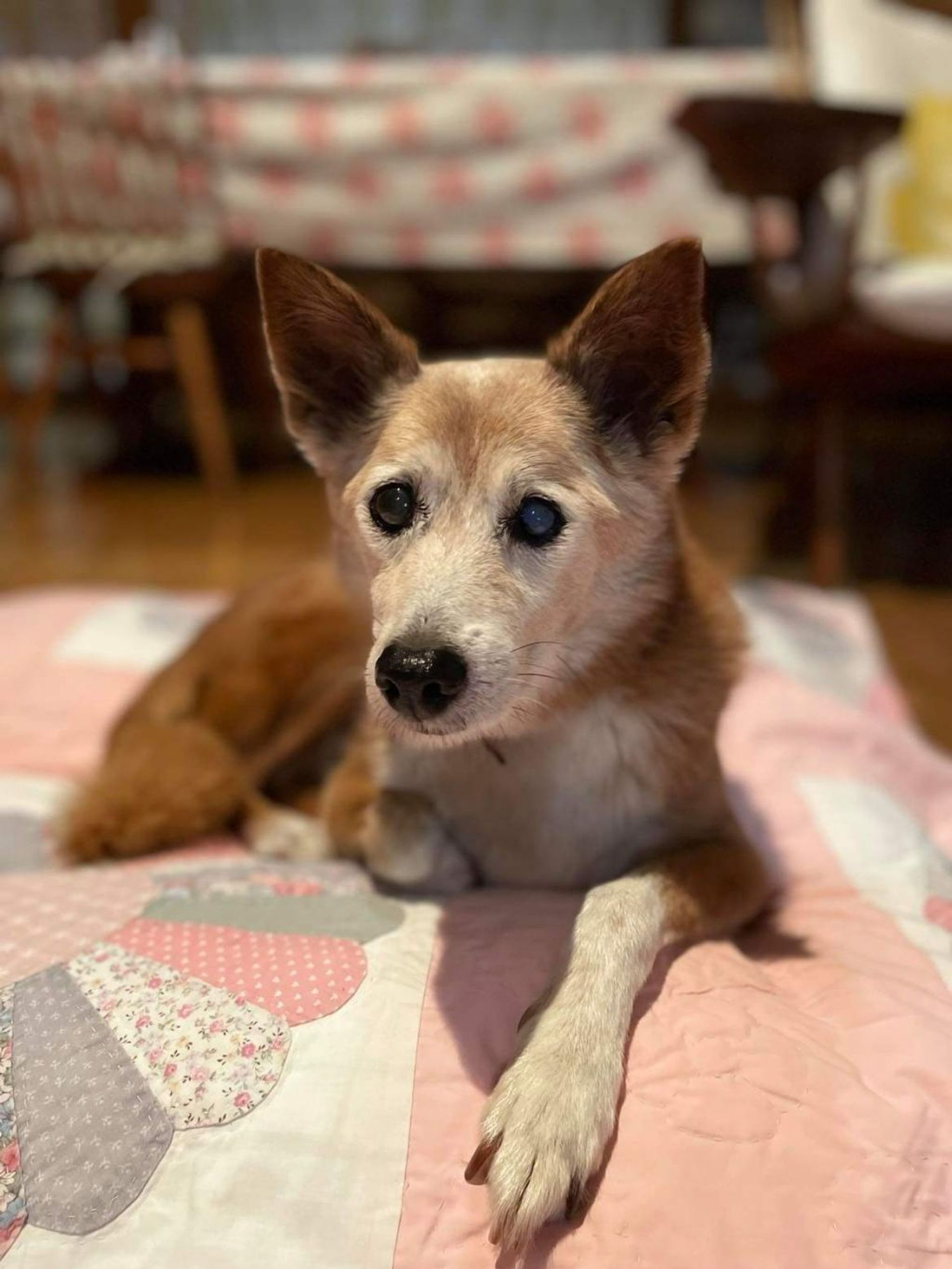 雑種（ミックス犬）・メスの里親募集の写真