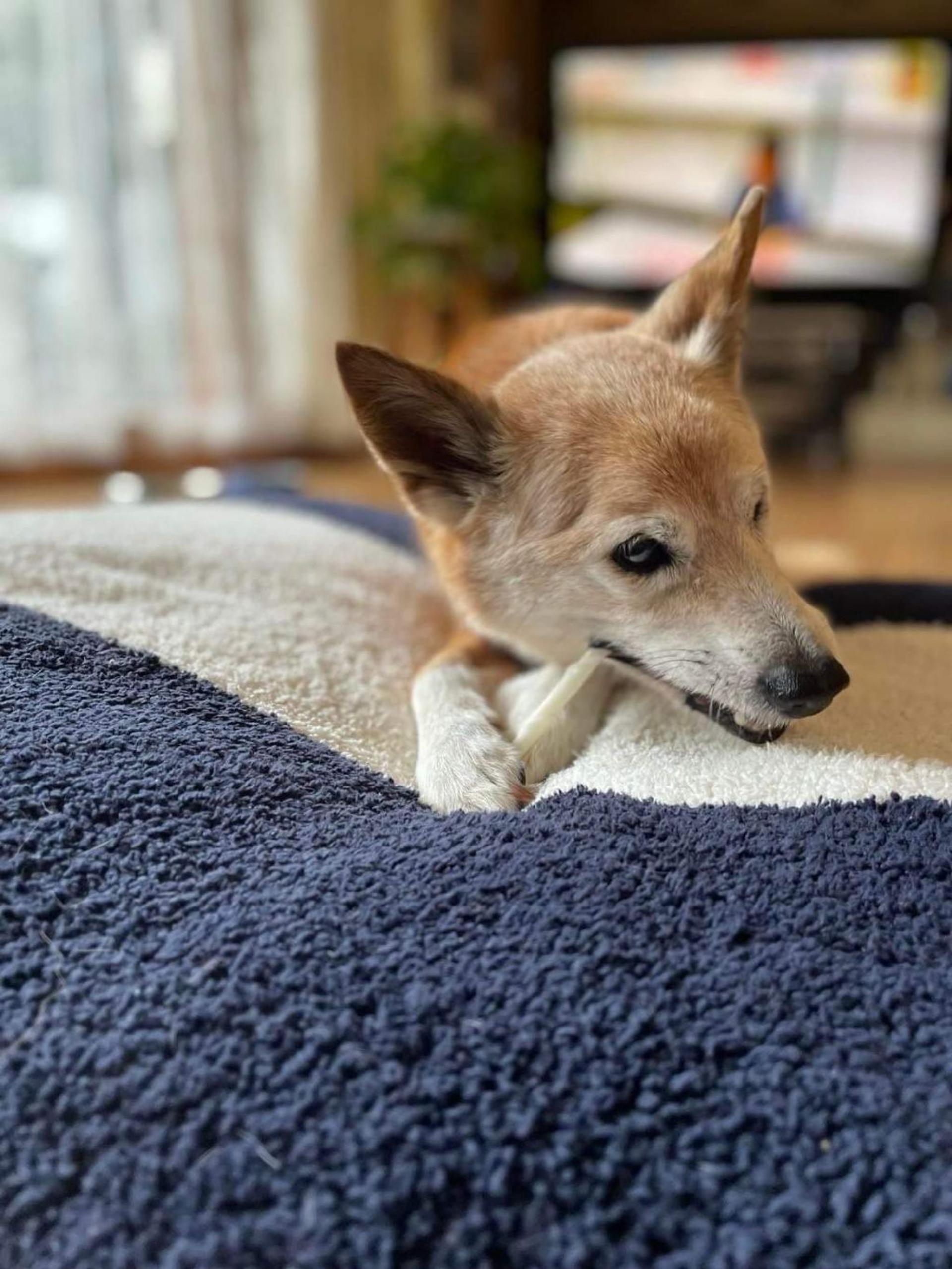 pet-image-2