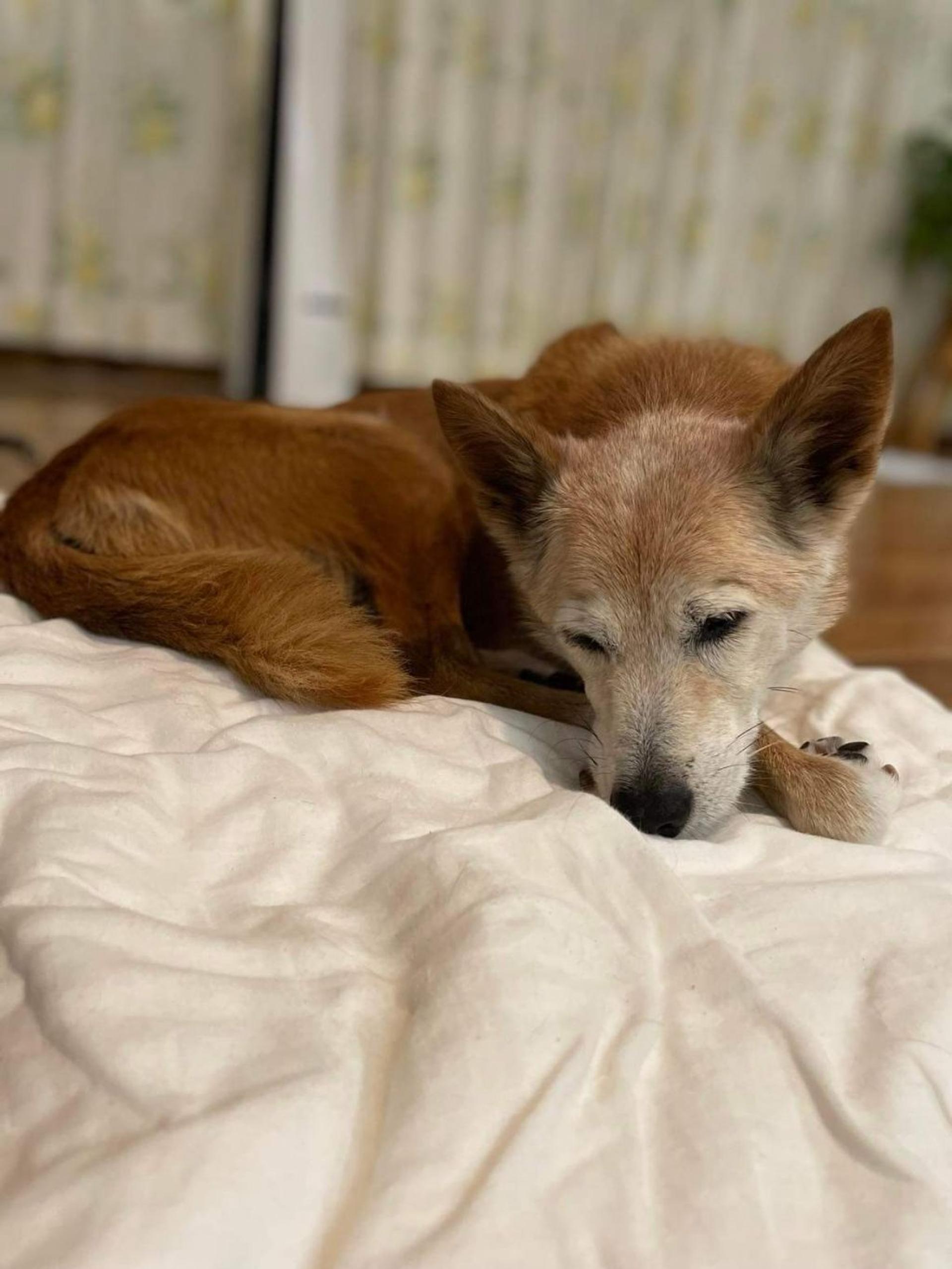 pet-image-4