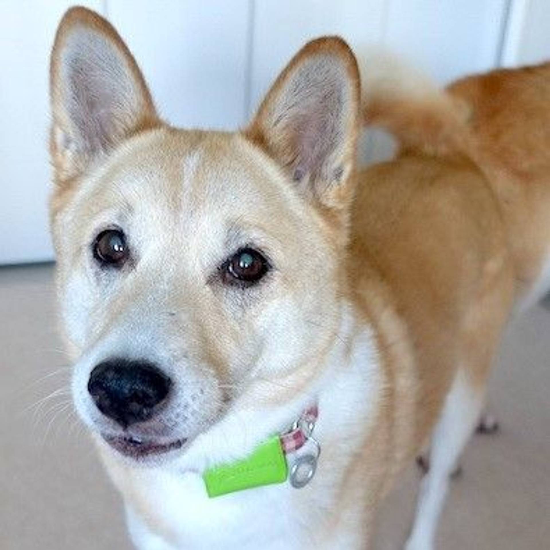 雑種（ミックス犬）・メスの里親募集の写真