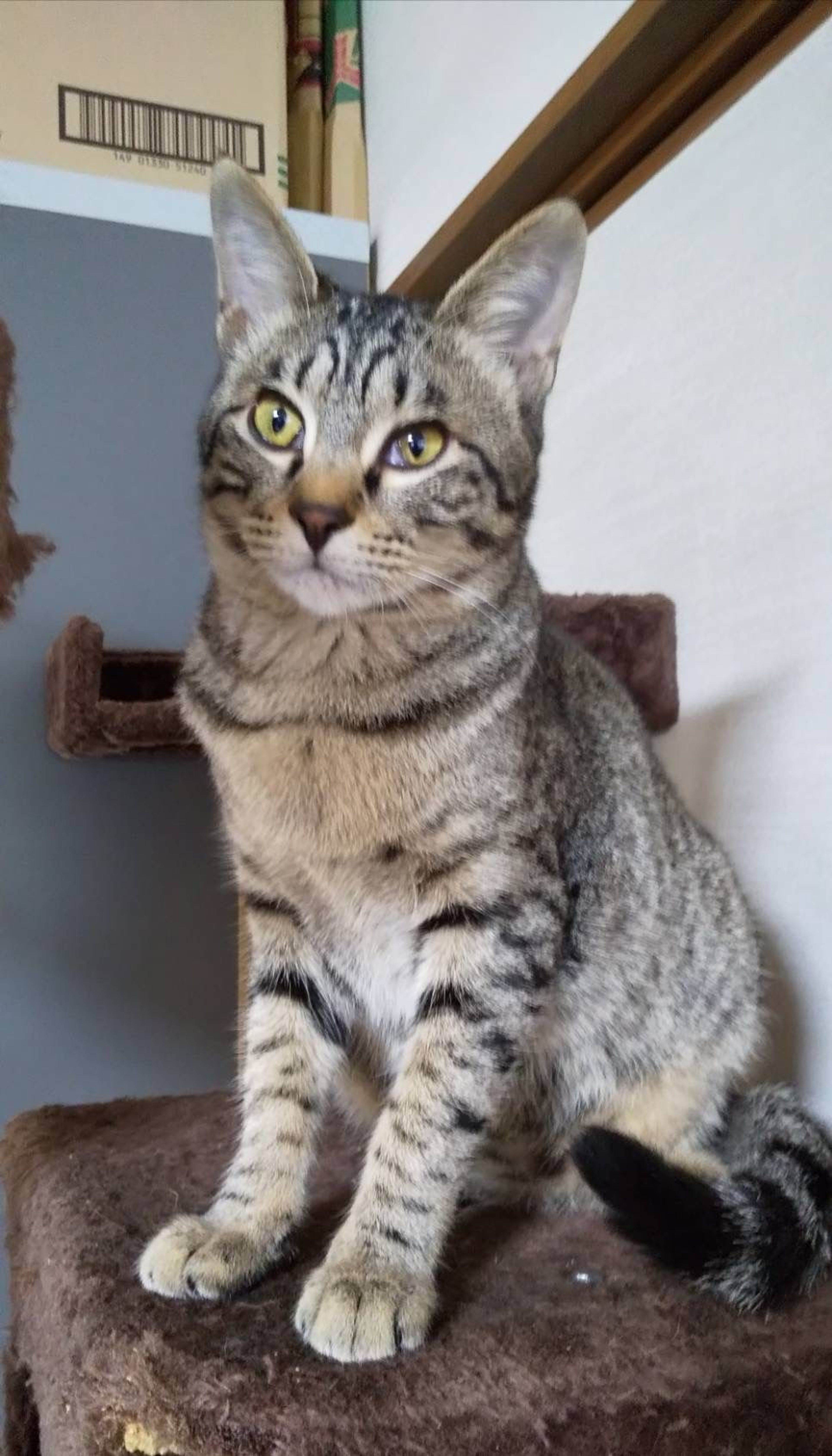 雑種（ミックス猫）・オスの里親募集の写真