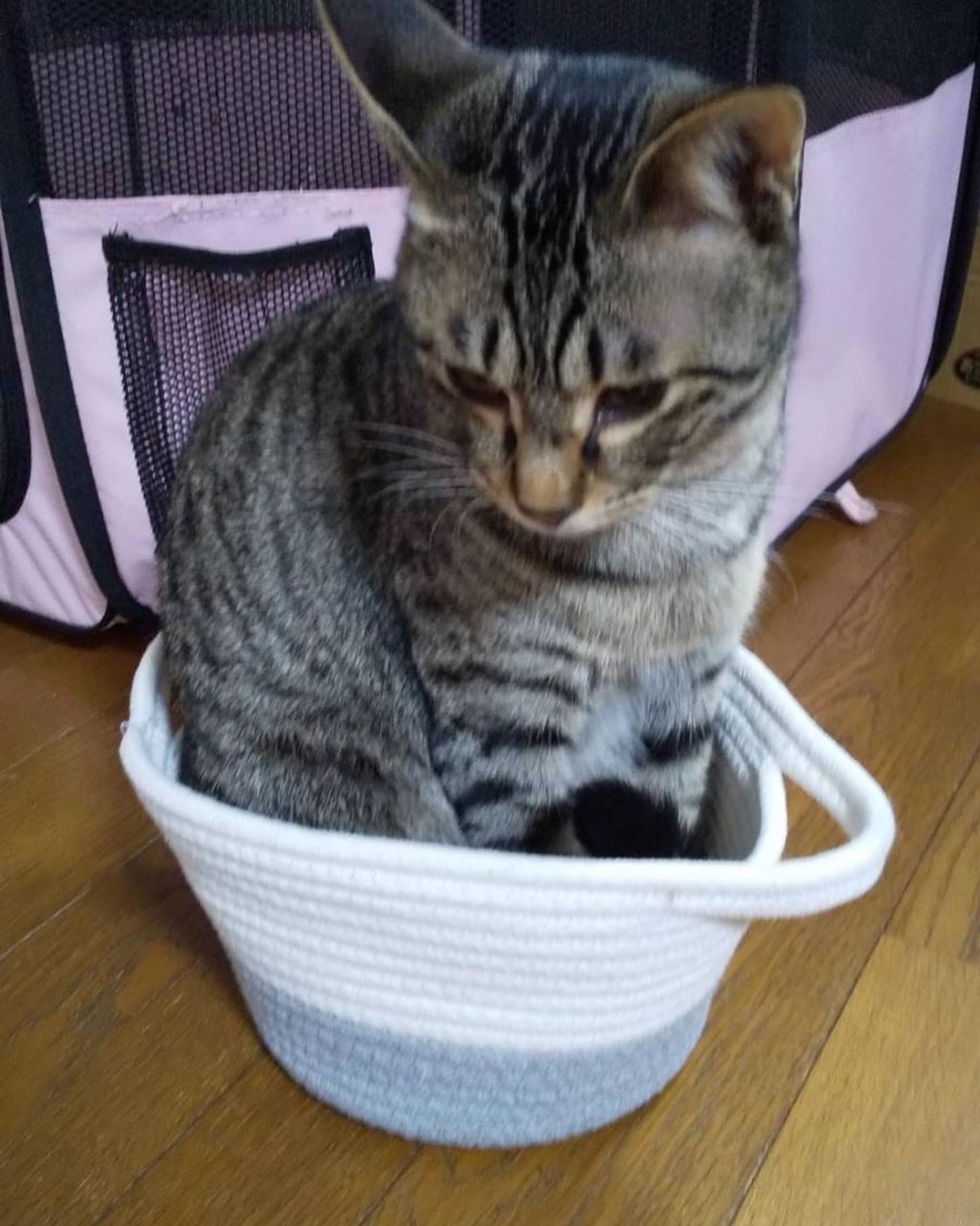 pet-image-6