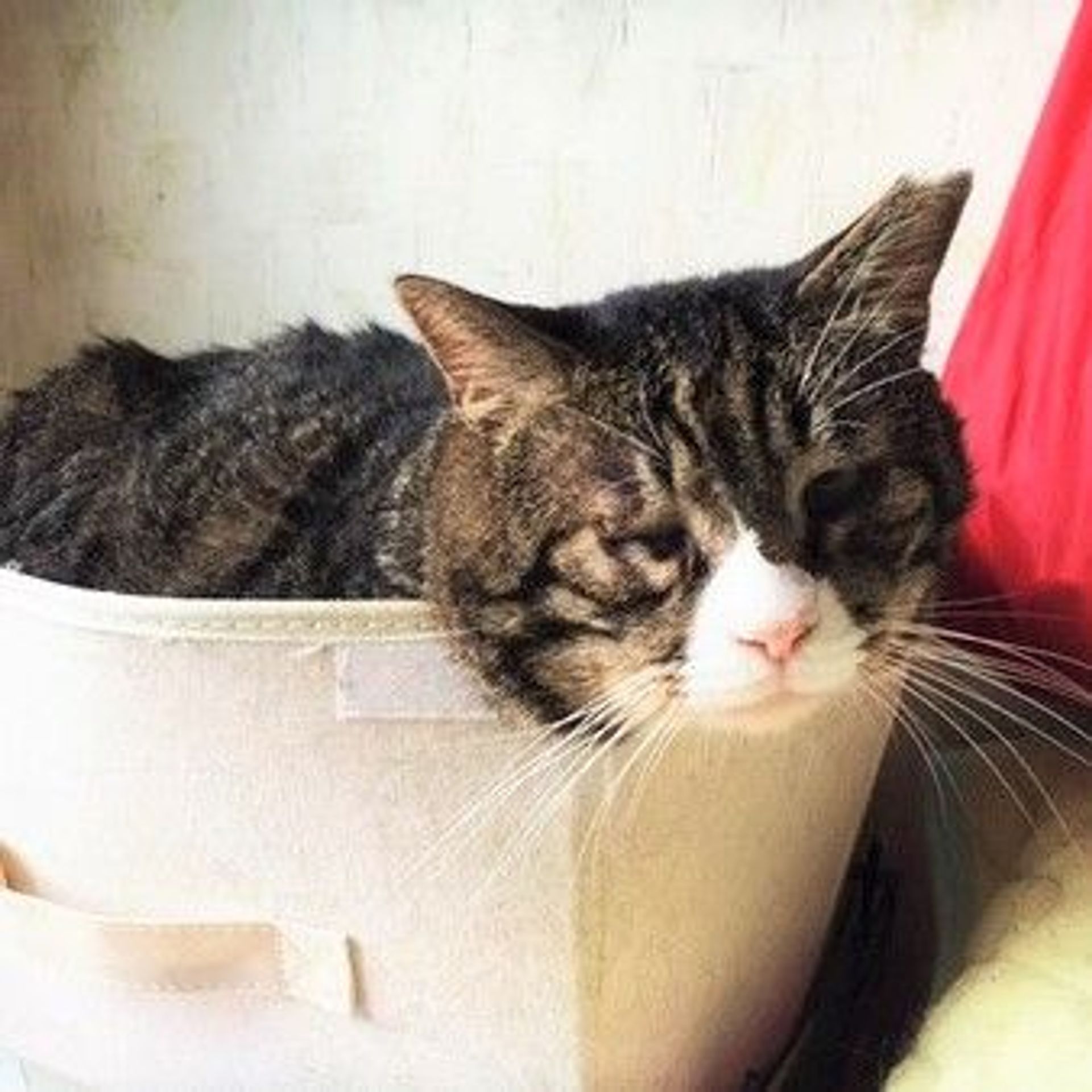 雑種（ミックス猫）・オスの里親募集の写真