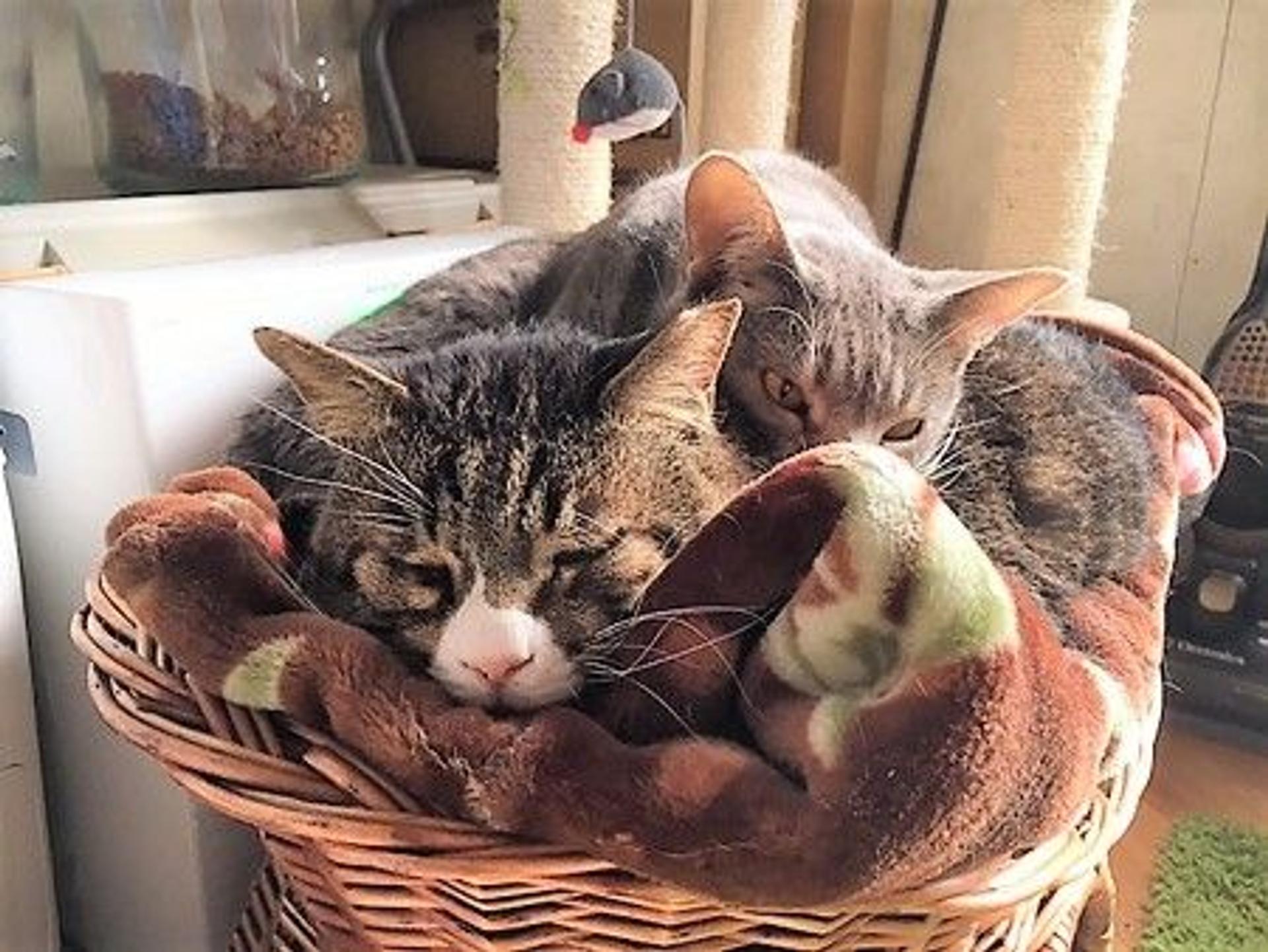 pet-image-6