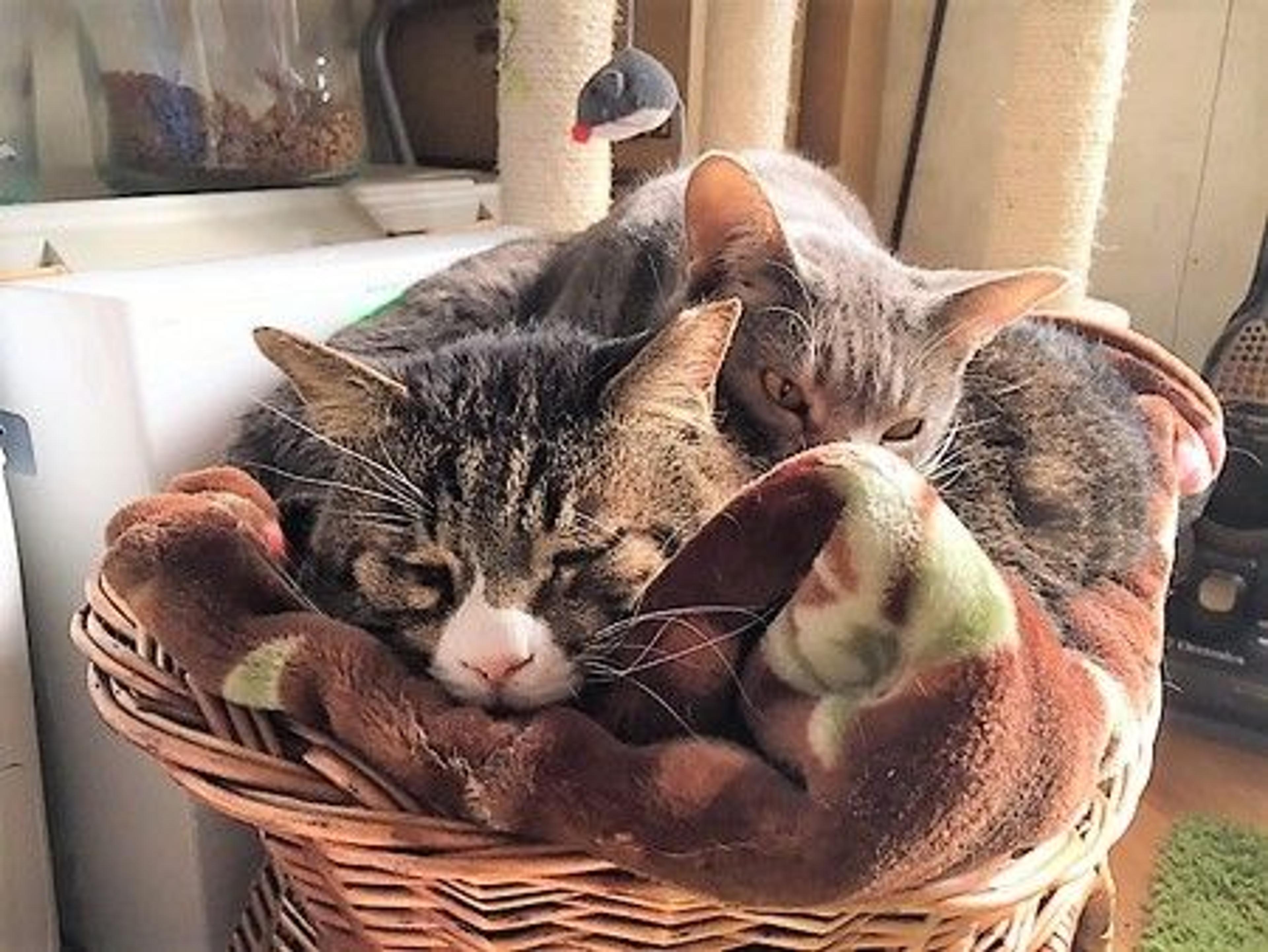 pet-image-6