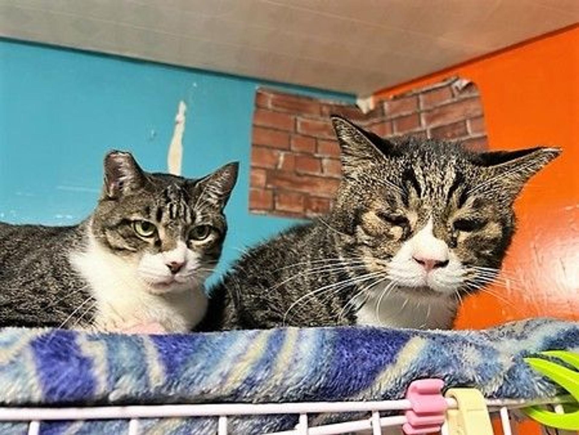 pet-image-7